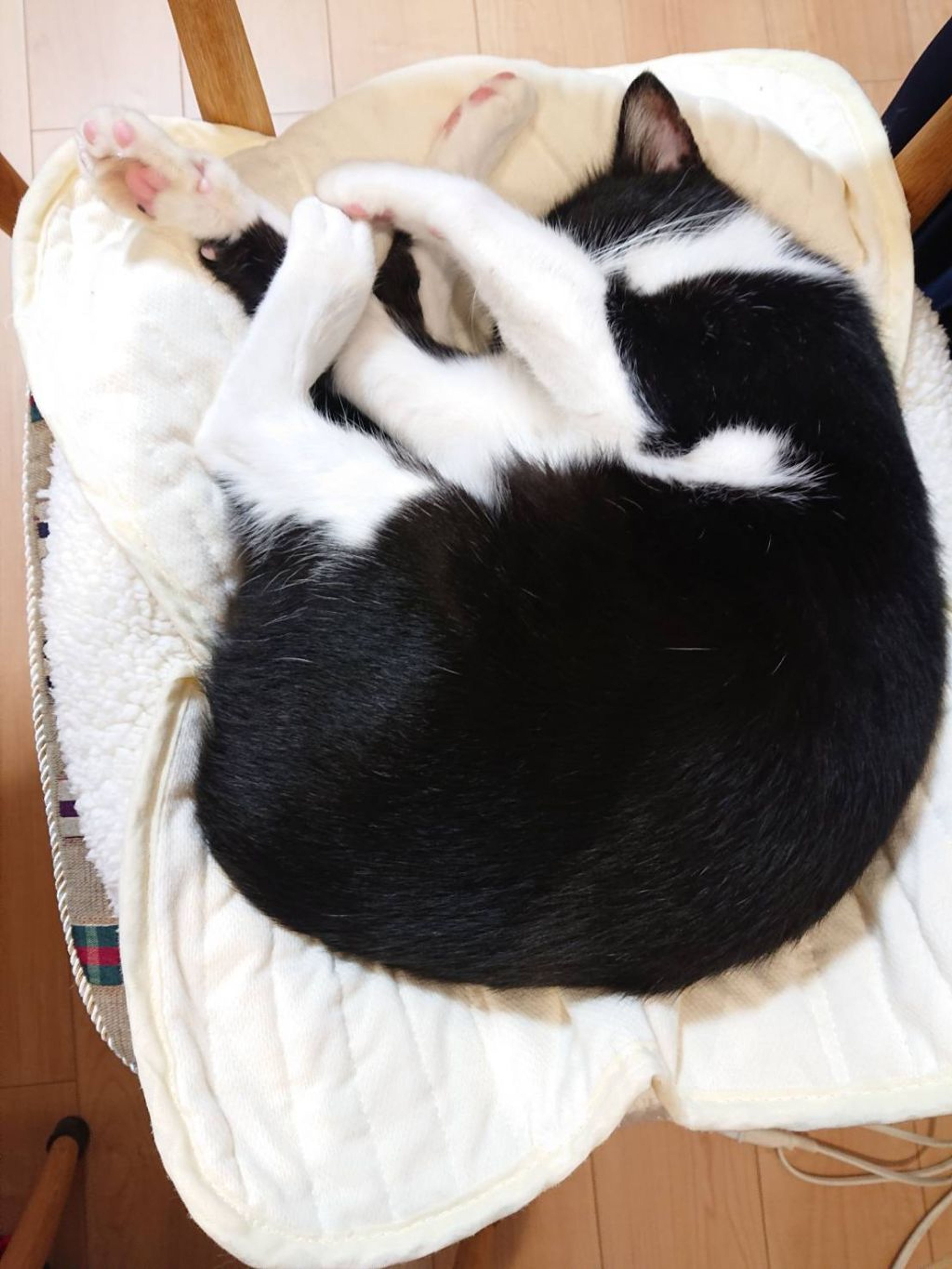 pet-image-4