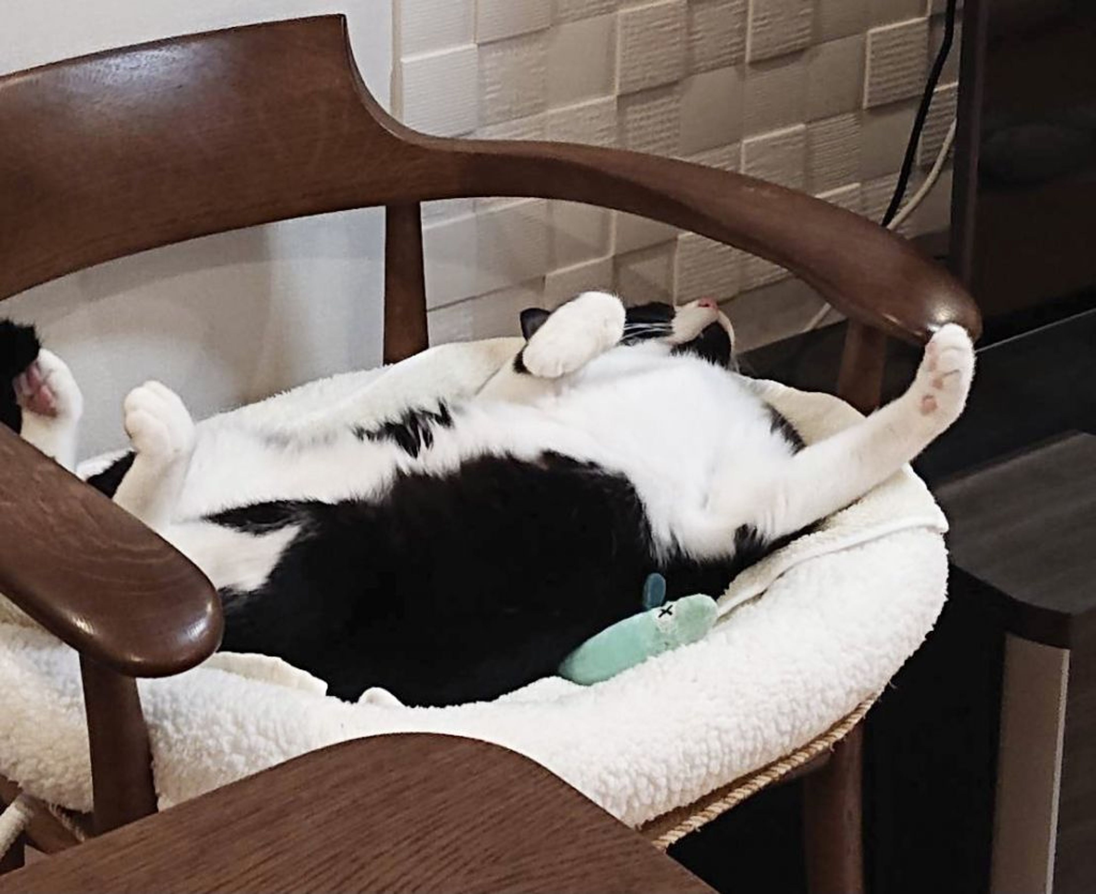 pet-image-5