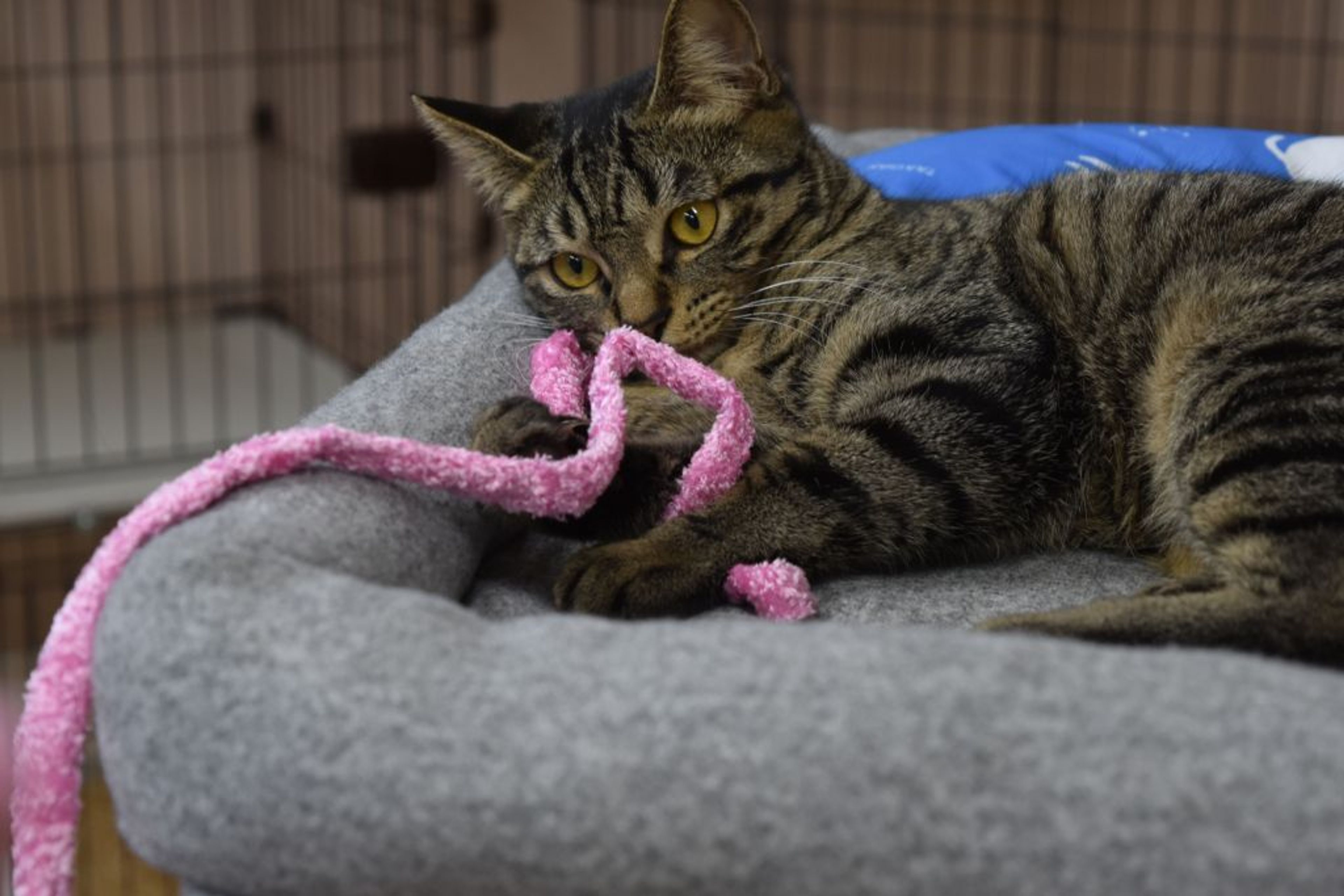 雑種（ミックス猫）・メスの里親募集の写真