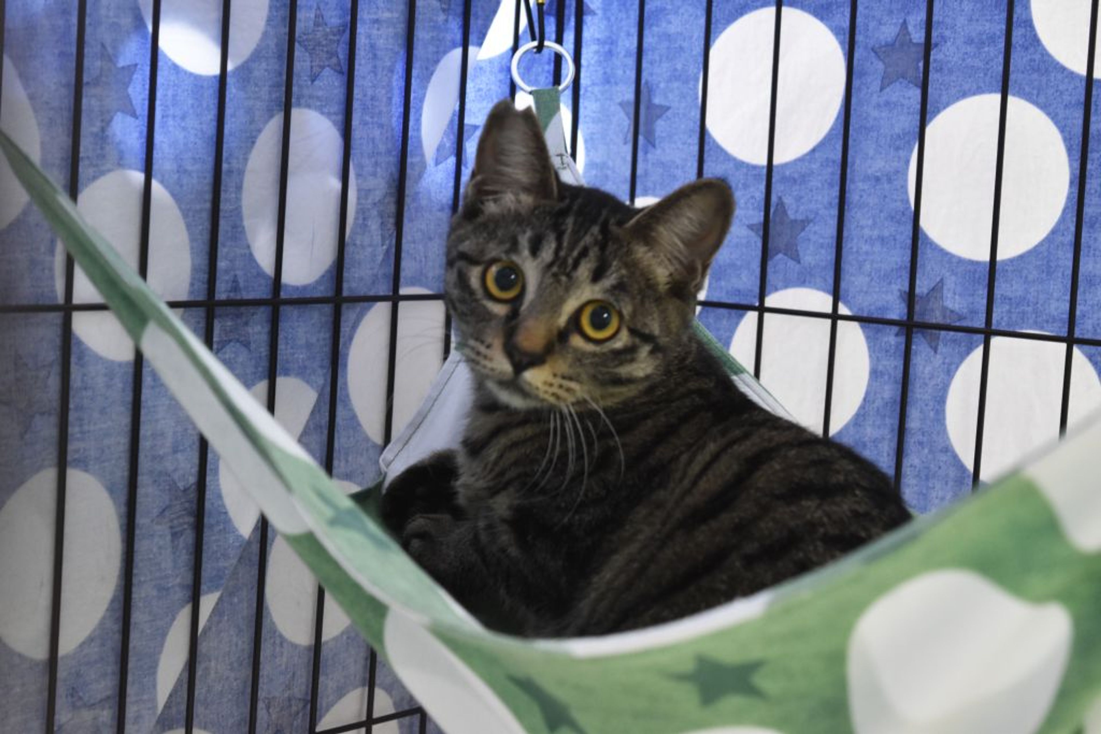 pet-image-3