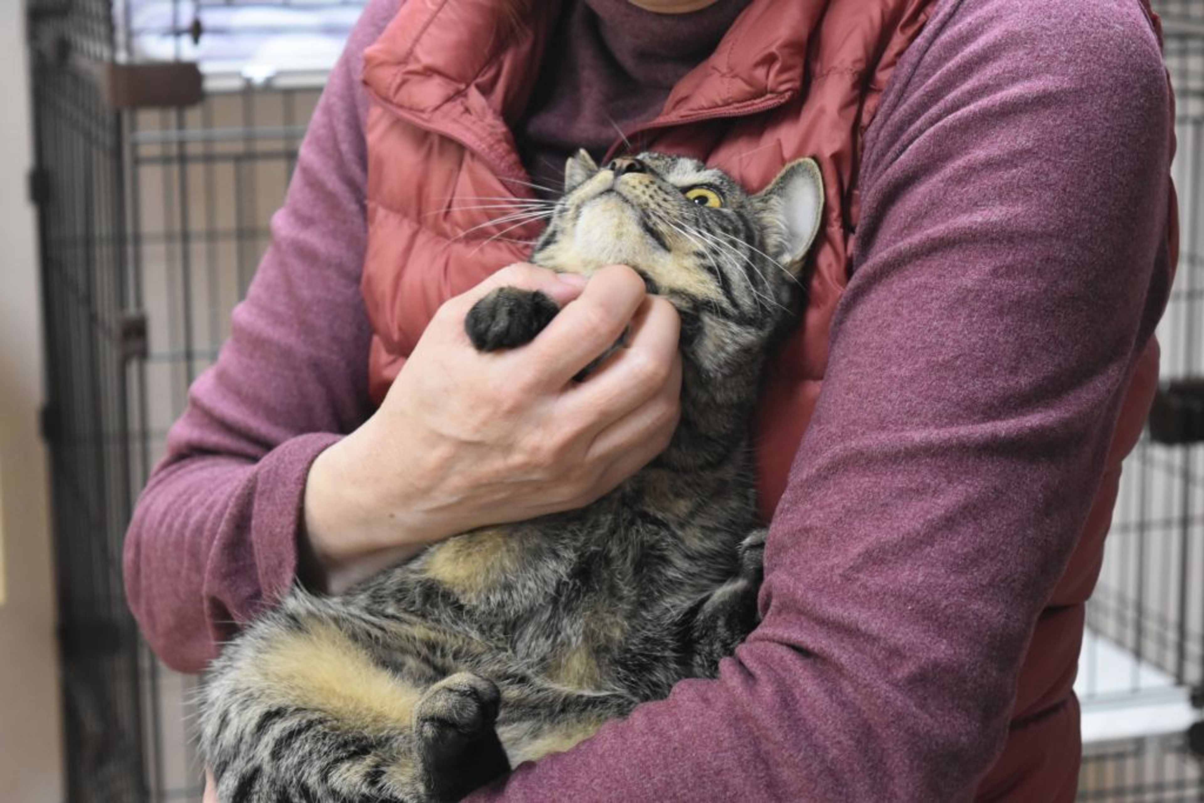 pet-image-4