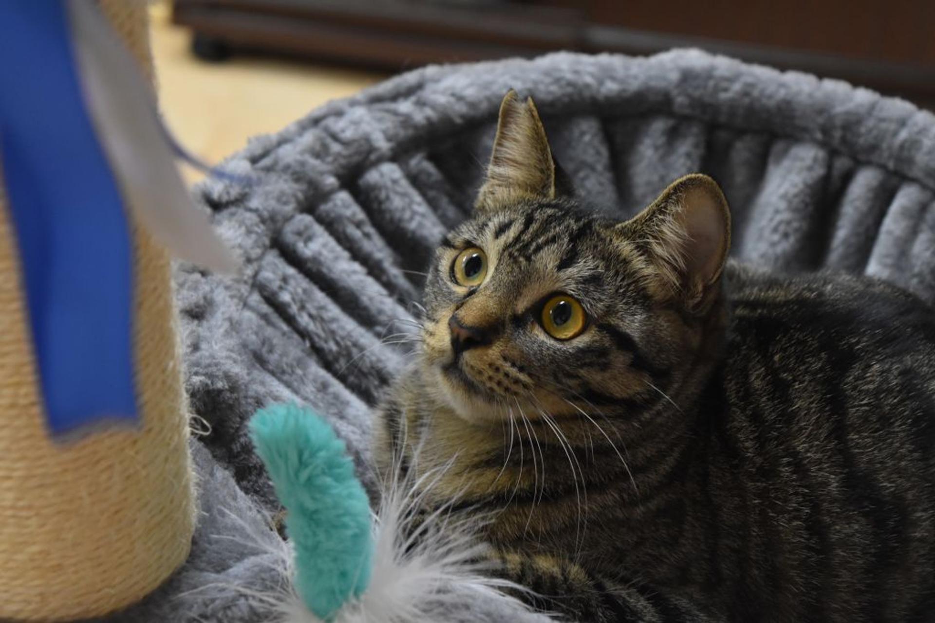 pet-image-5