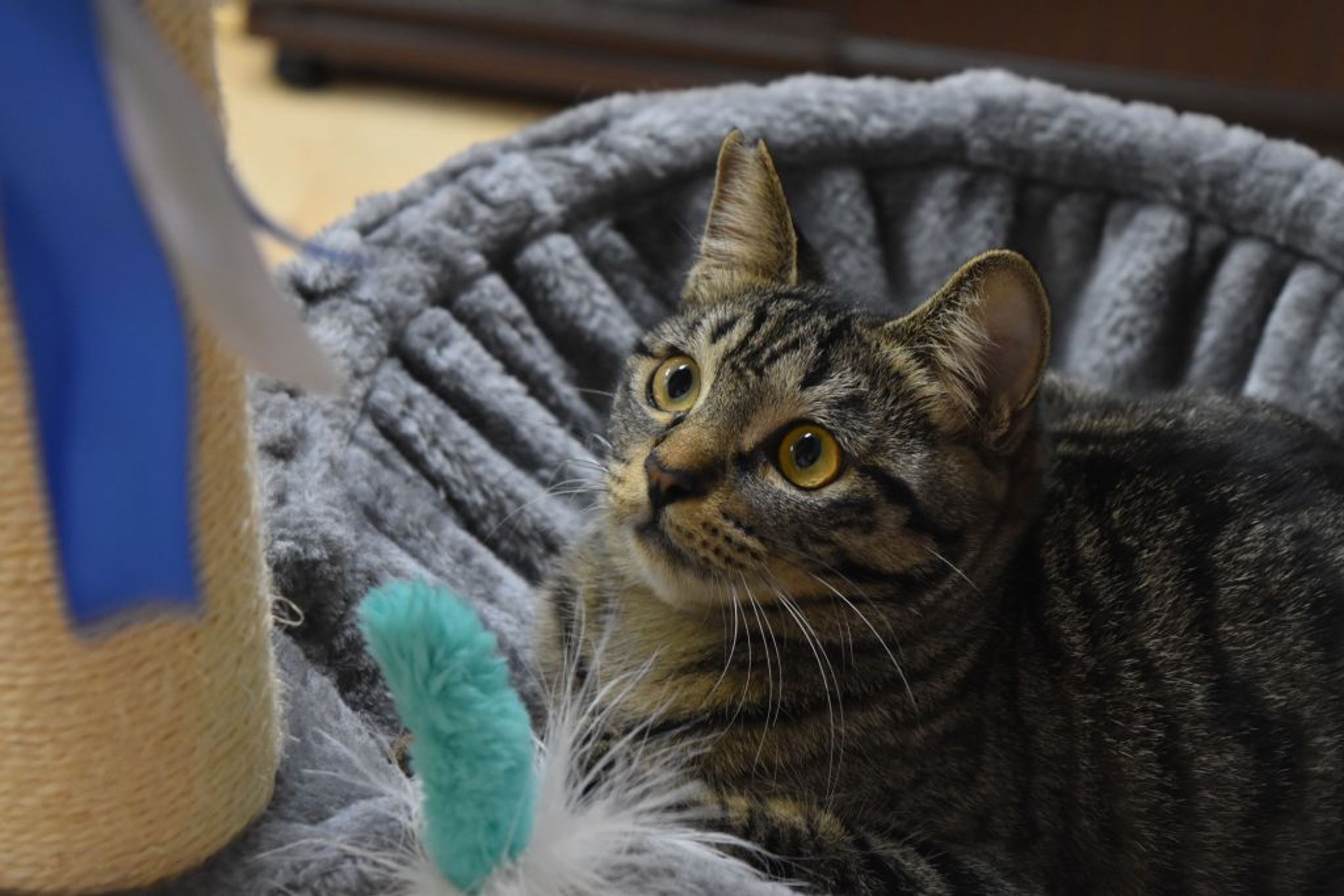 pet-image-5