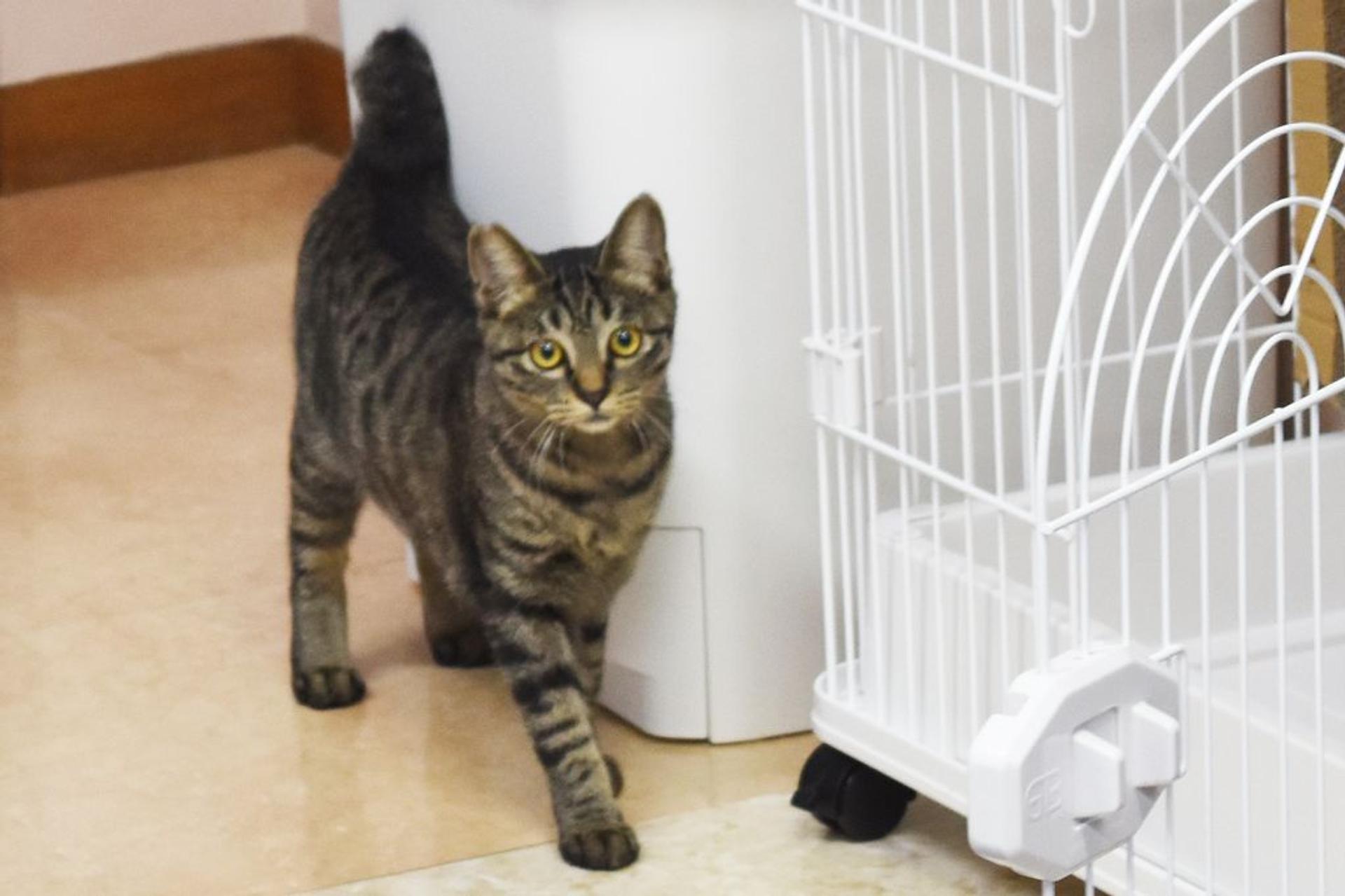 pet-image-6