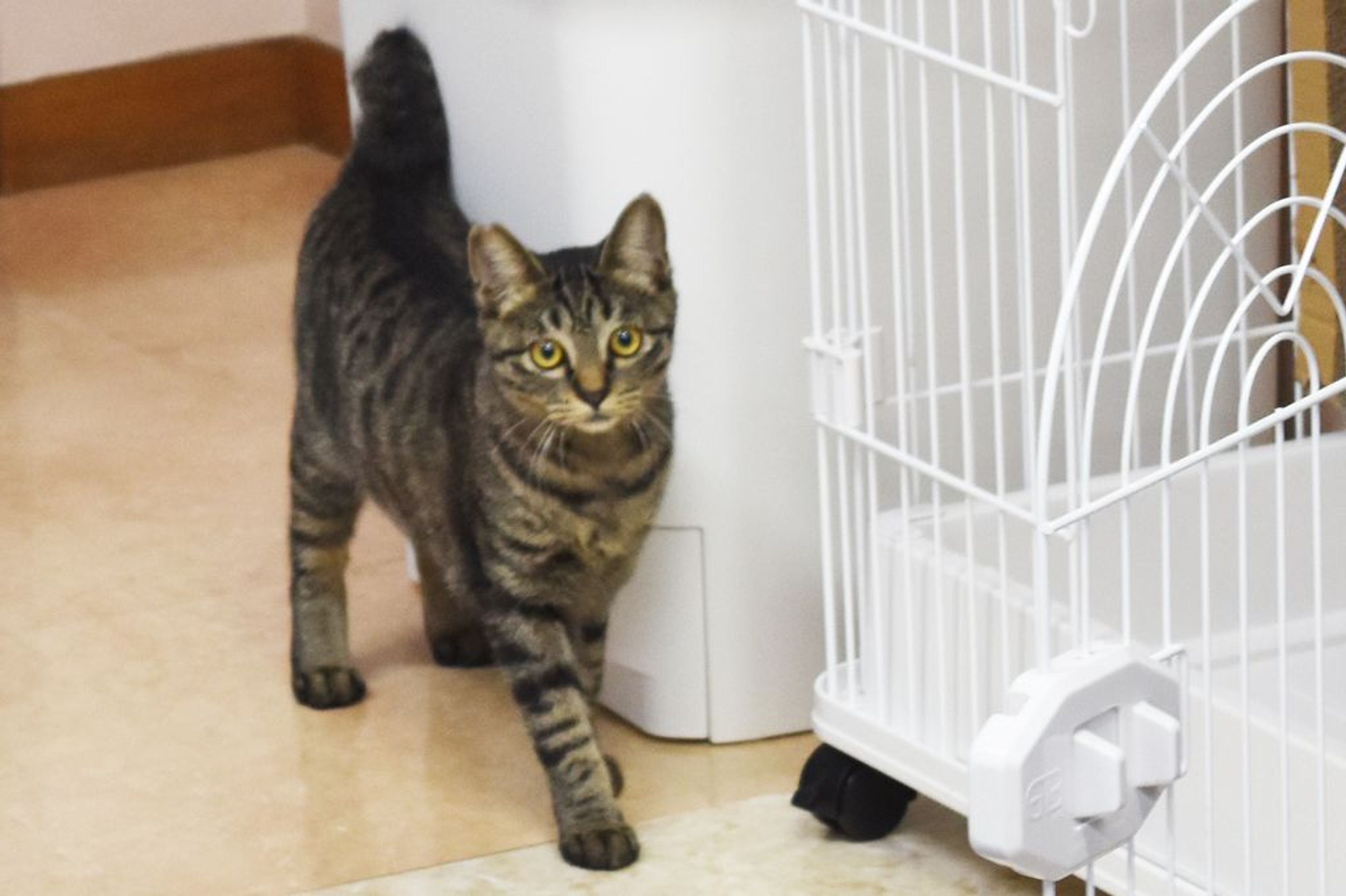 pet-image-6