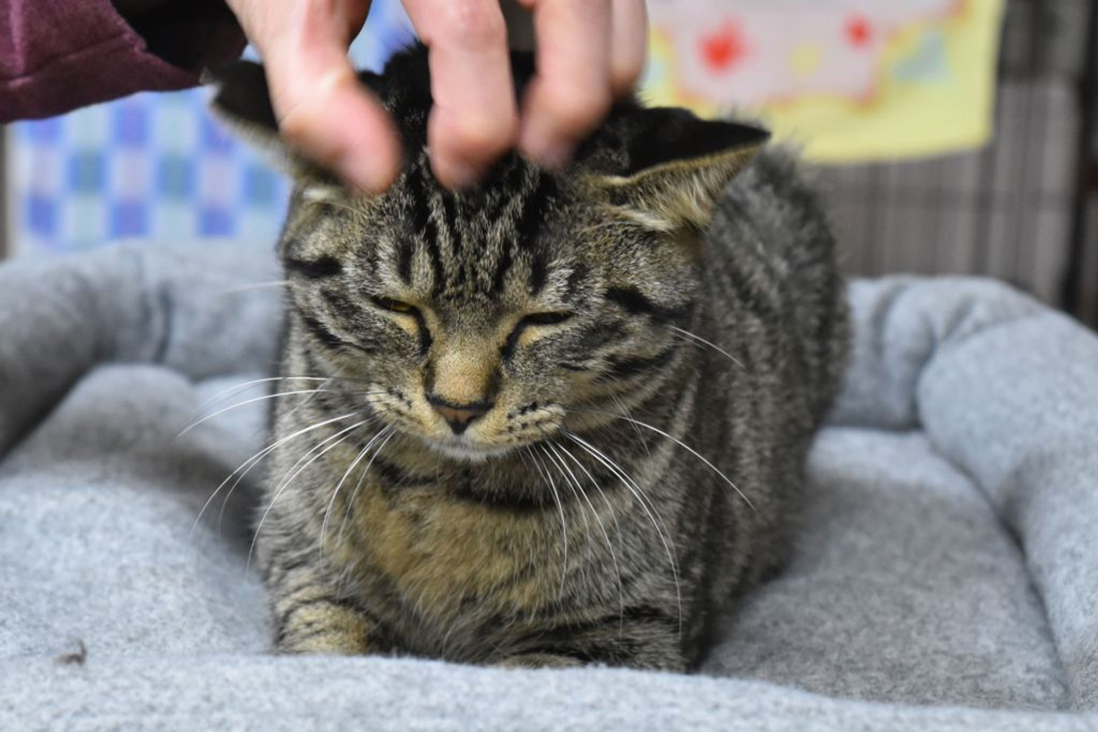 pet-image-8