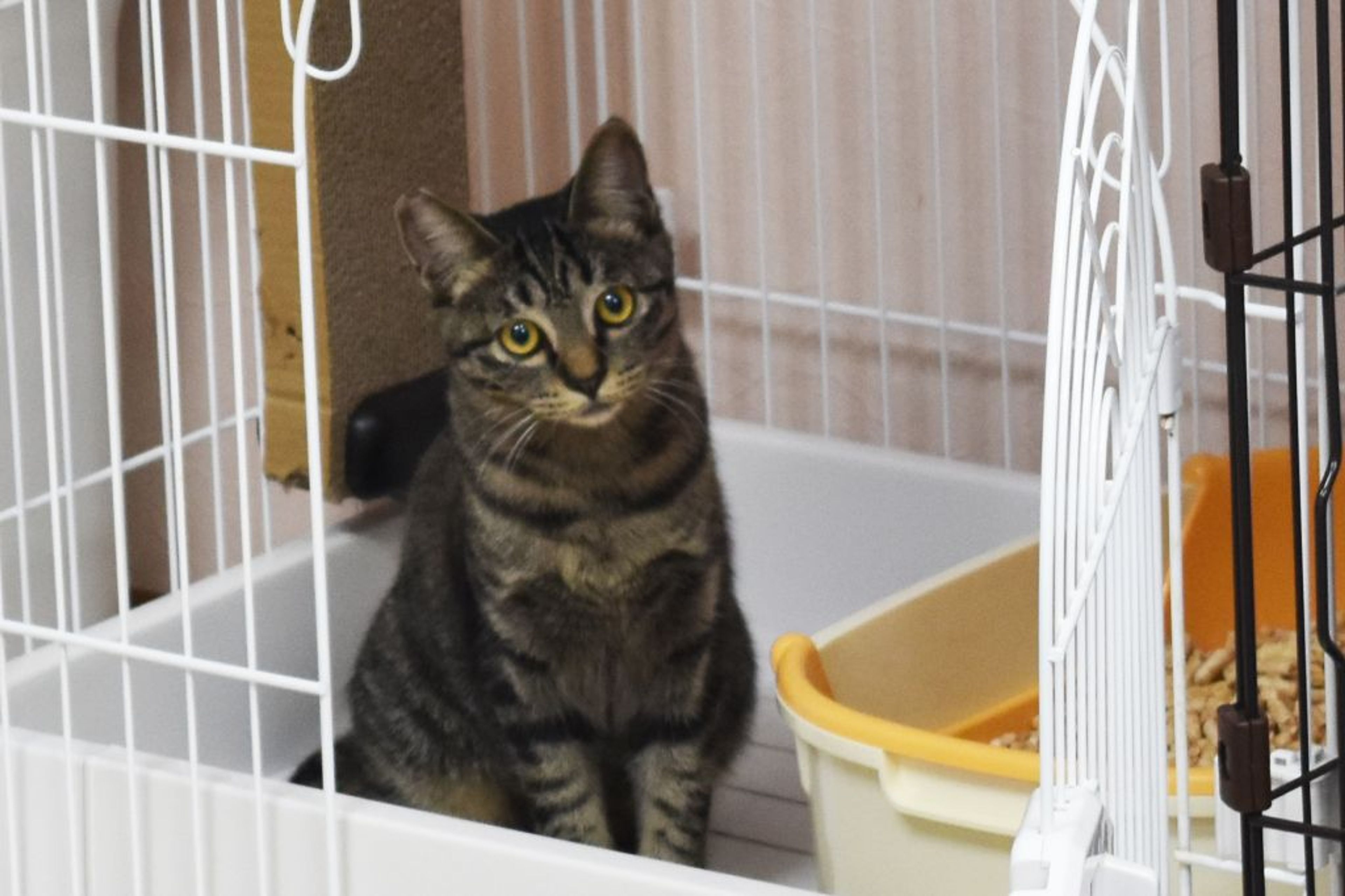 pet-image-9