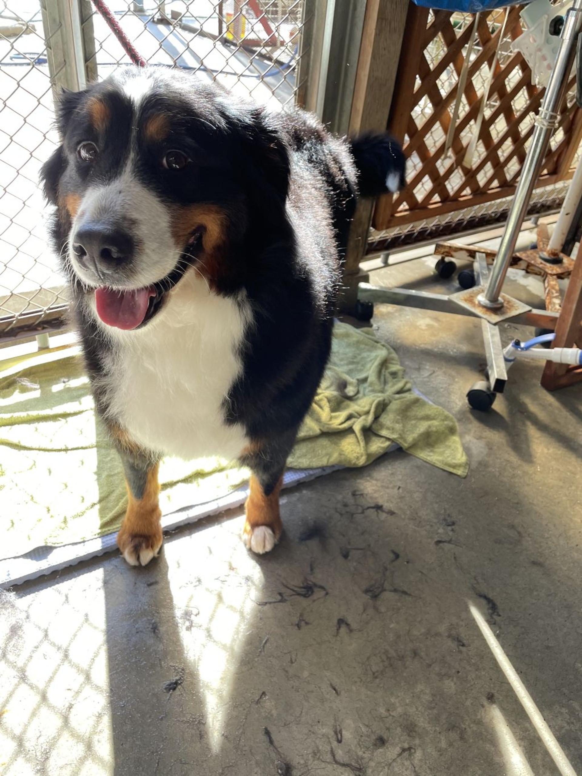pet-image-2