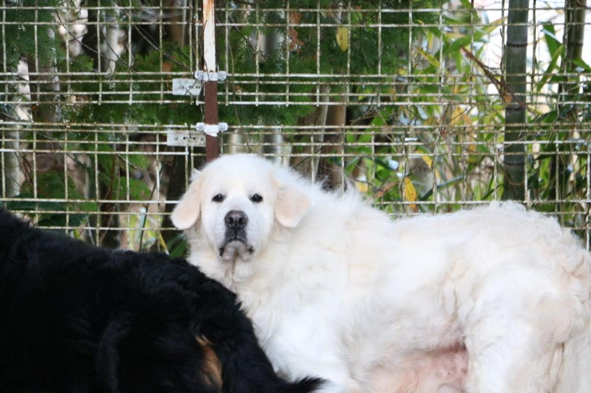pet-image-5