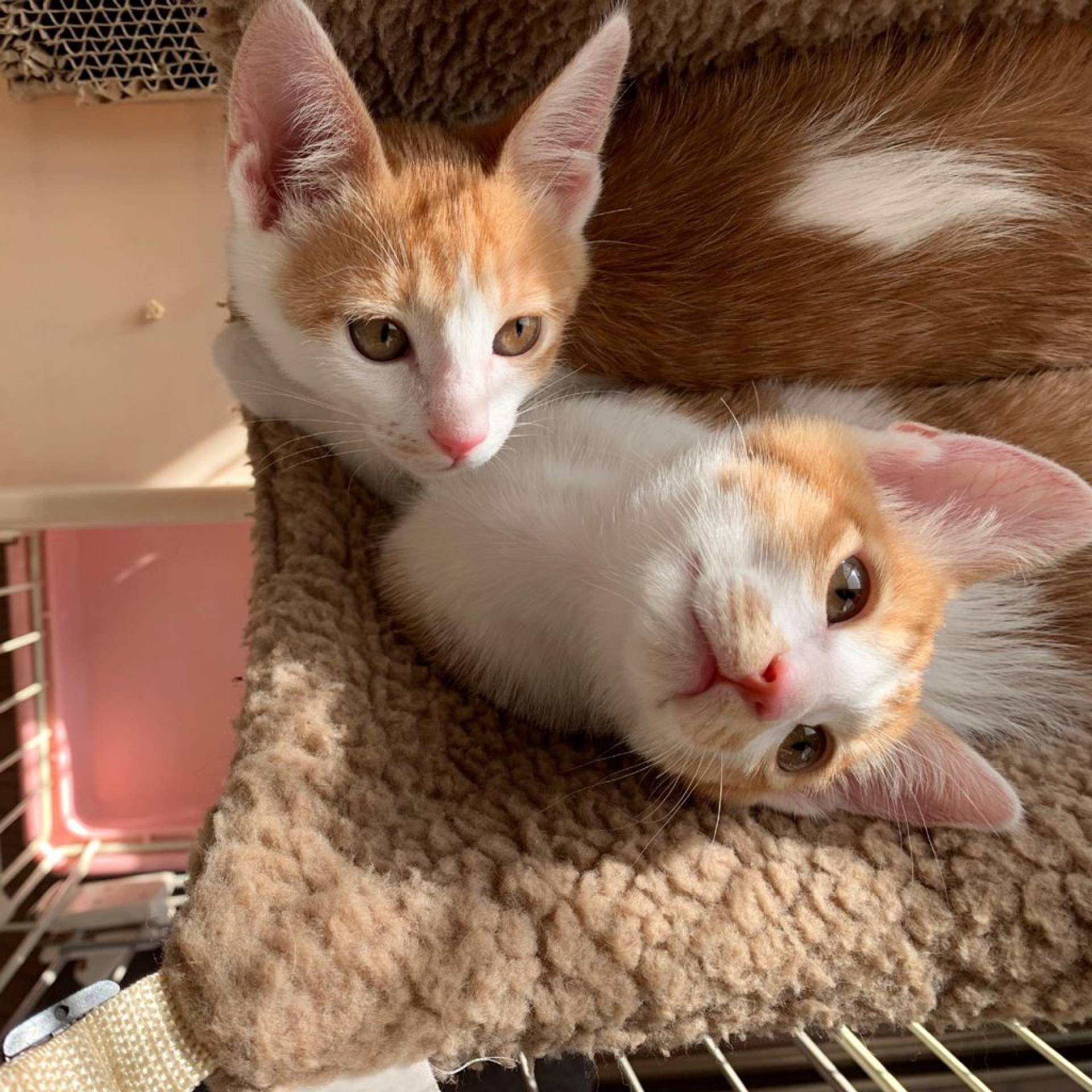 雑種（ミックス猫）・メスの里親募集の写真