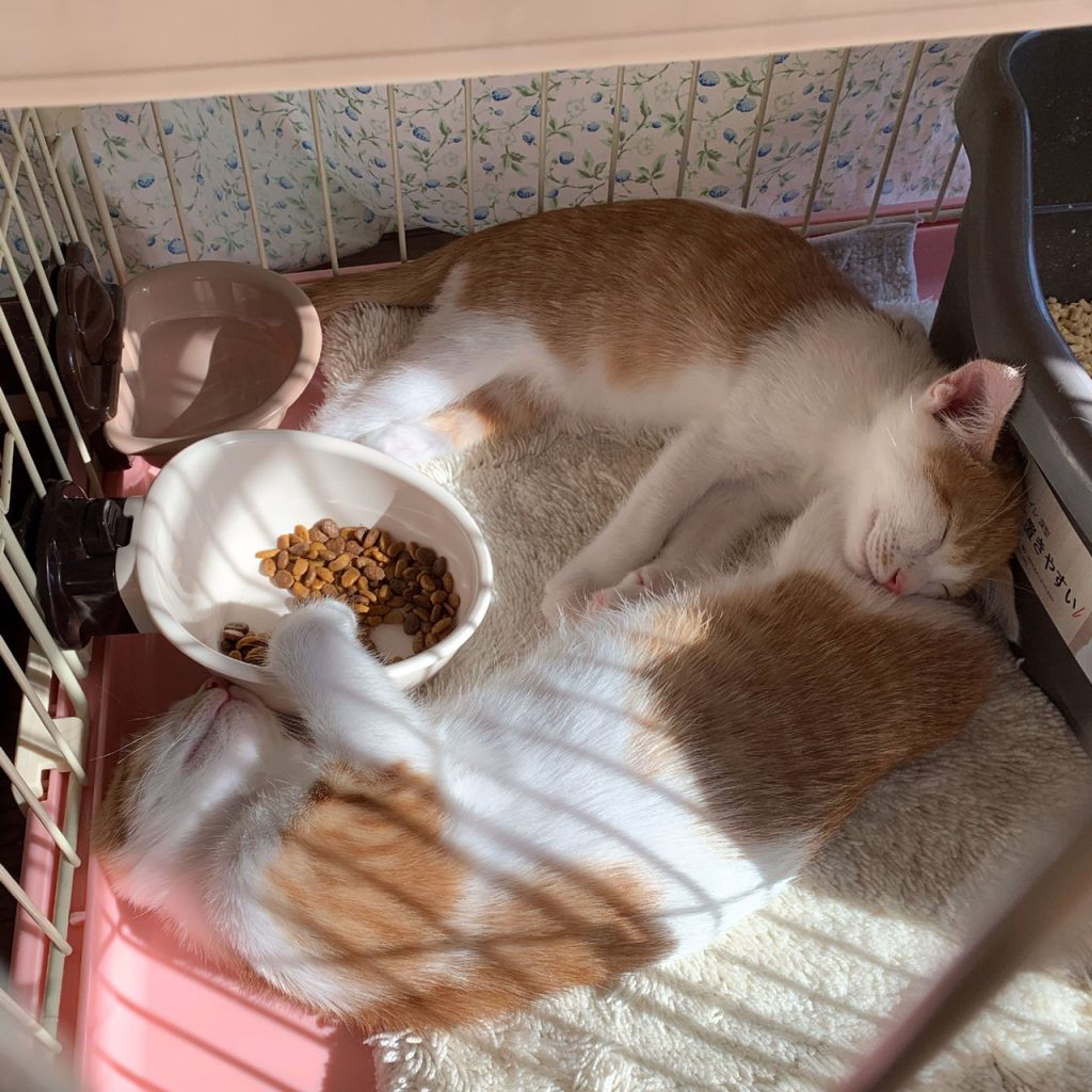 pet-image-3