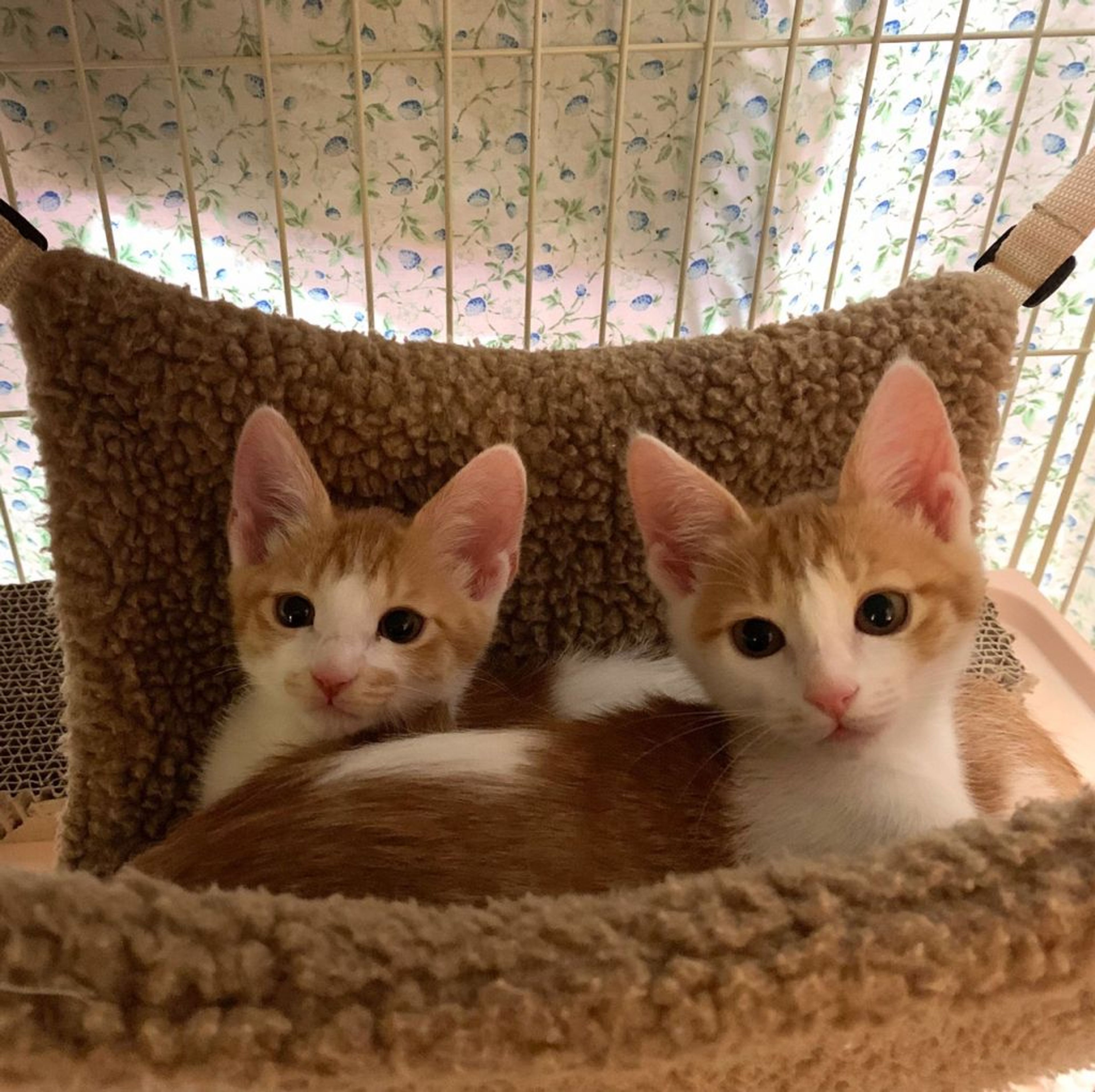 pet-image-4