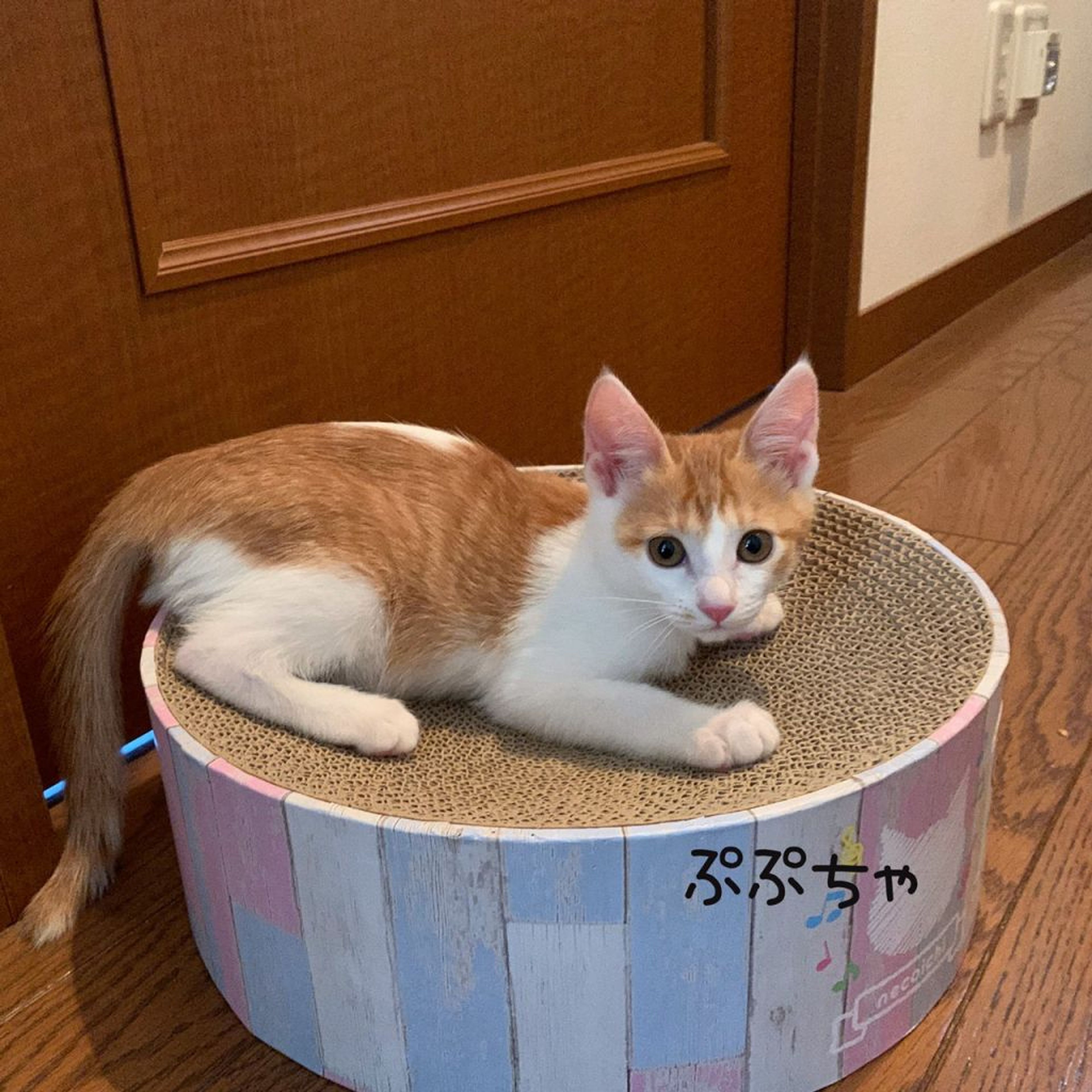 pet-image-5