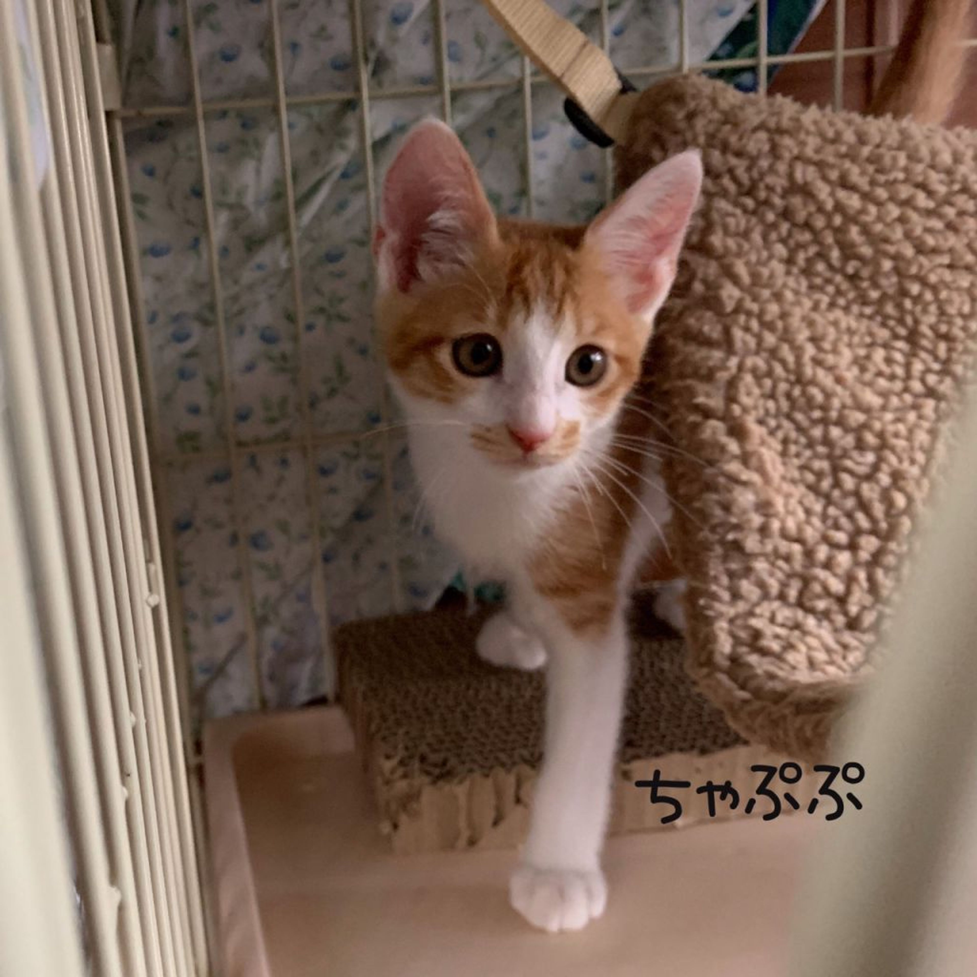 pet-image-6
