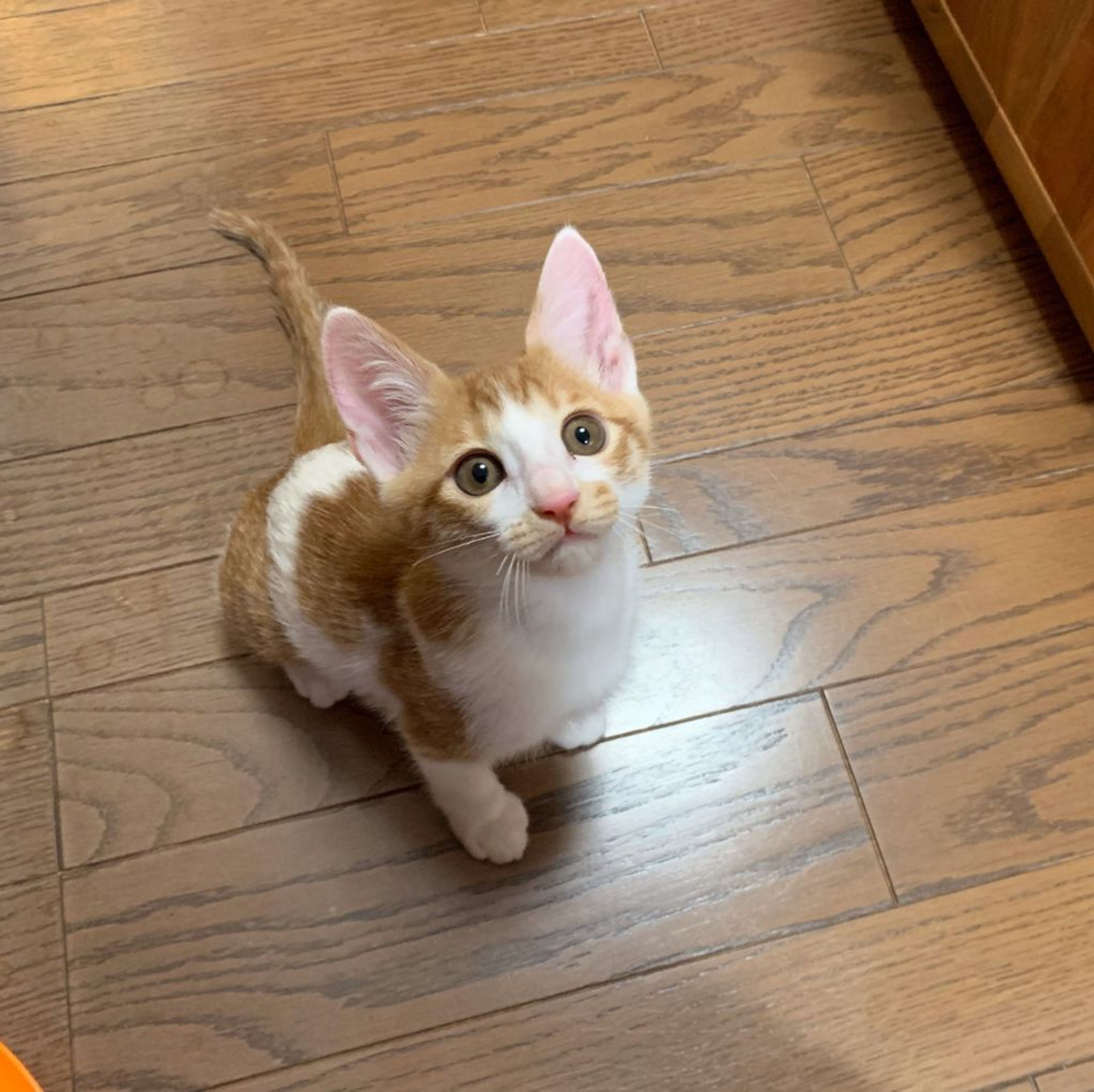pet-image-7