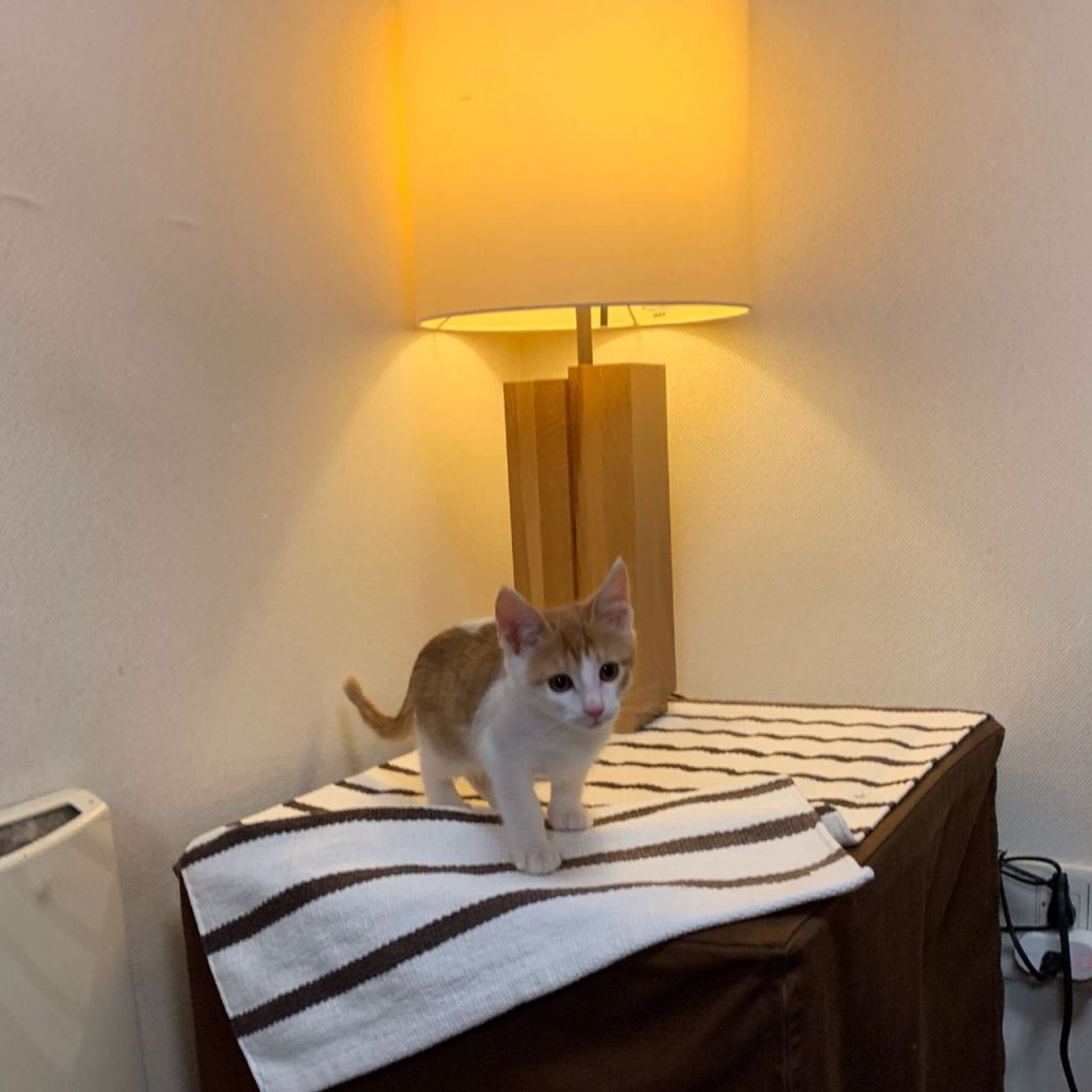 pet-image-8