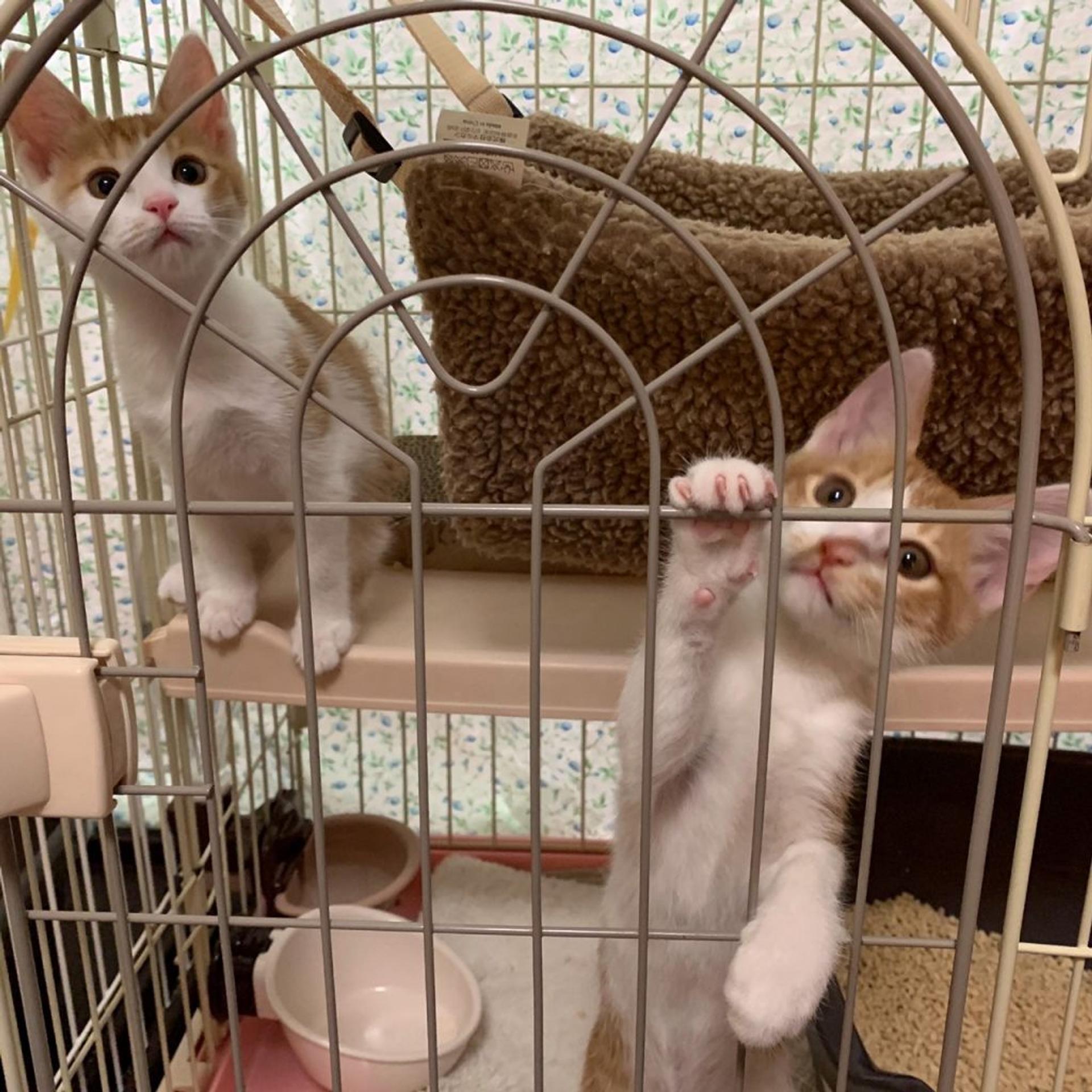 pet-image-9