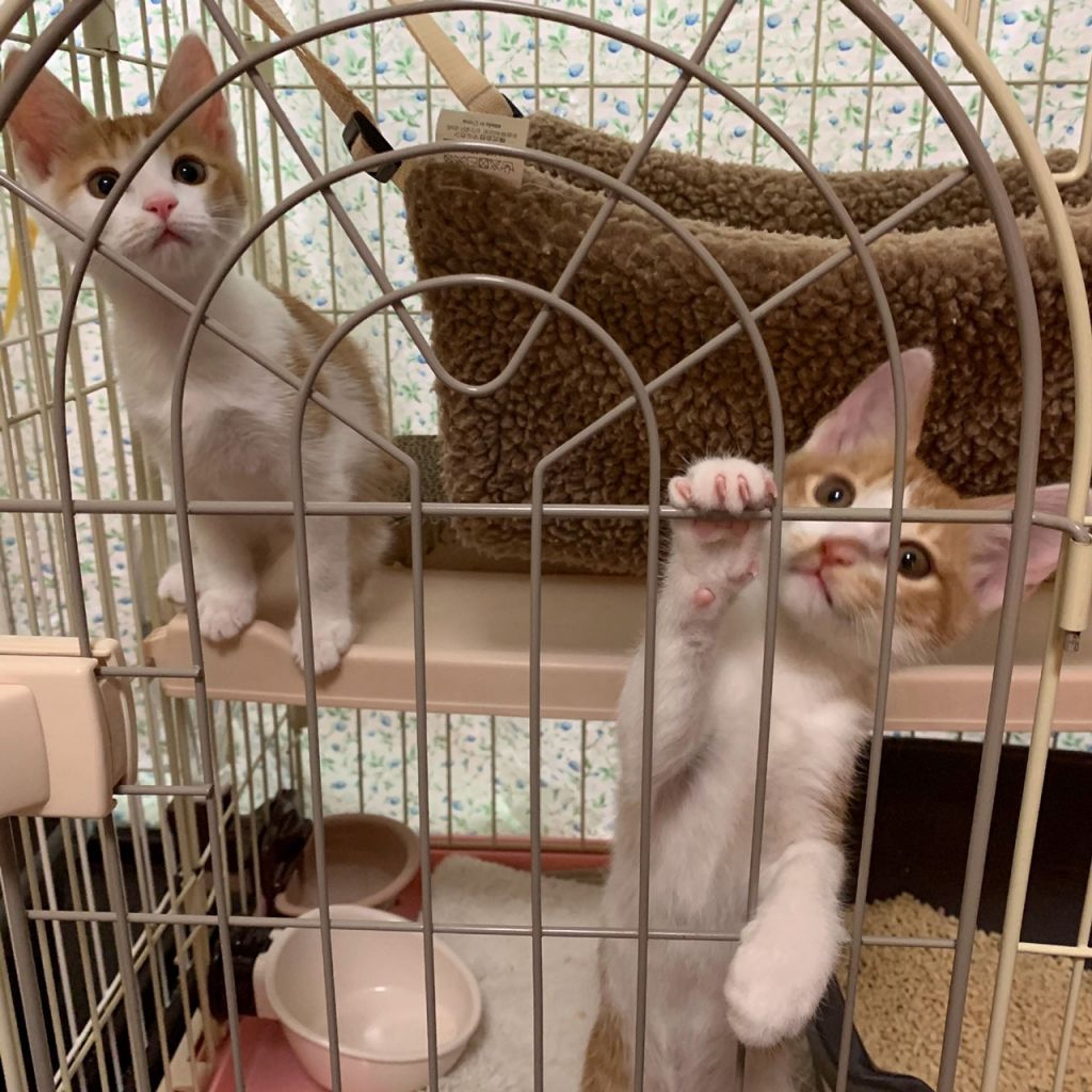 pet-image-9