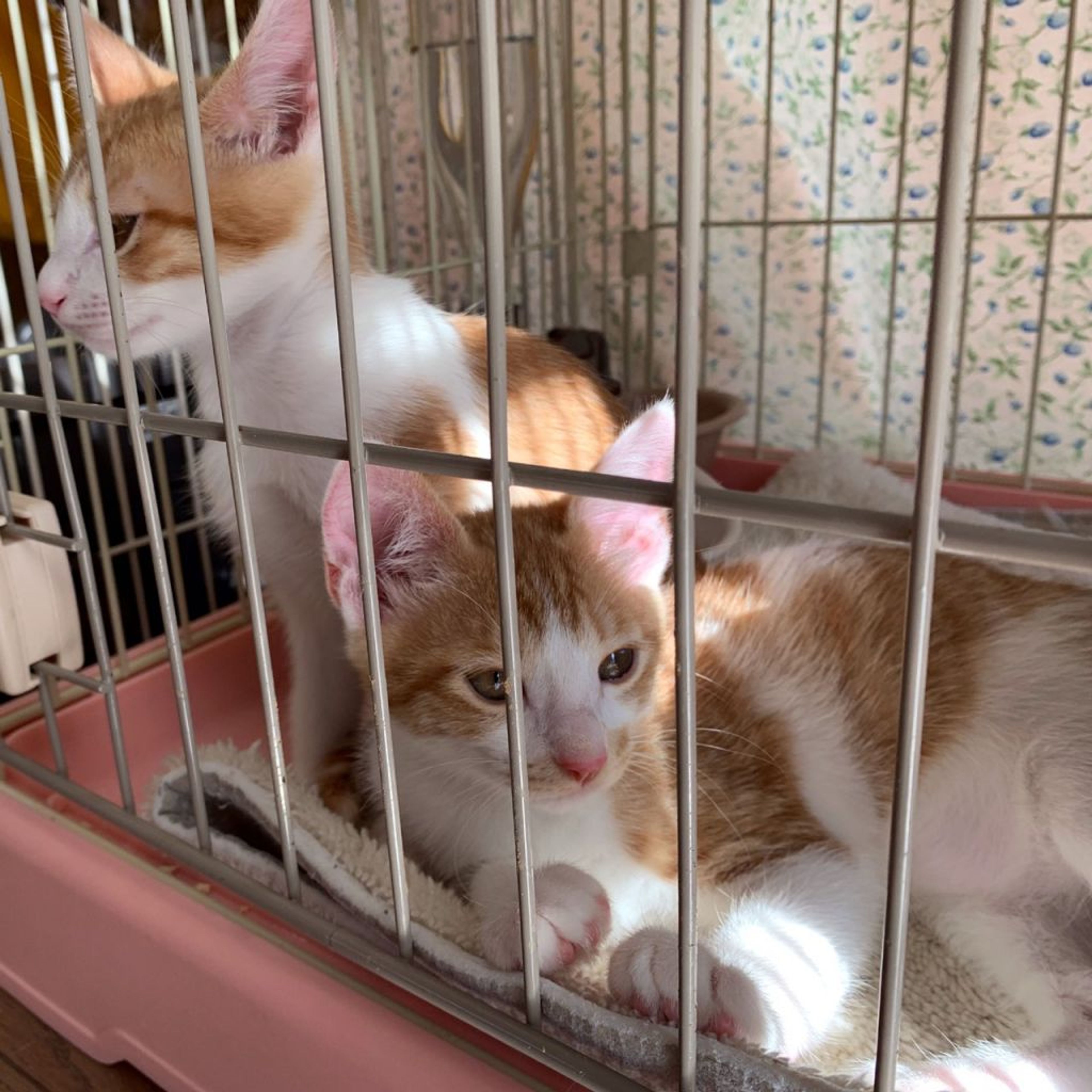pet-image-10