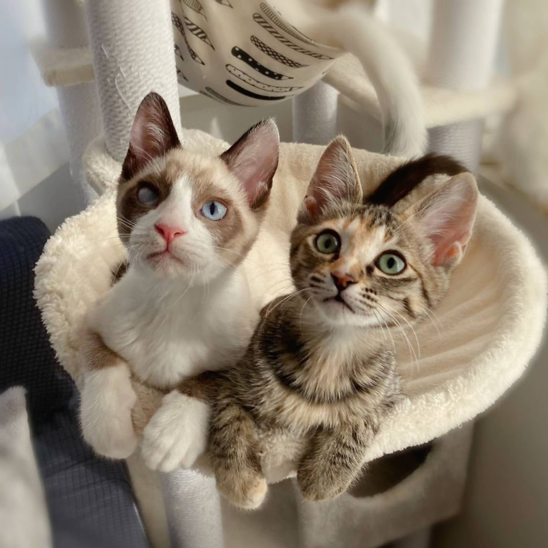 雑種（ミックス猫）・メスの里親募集の写真