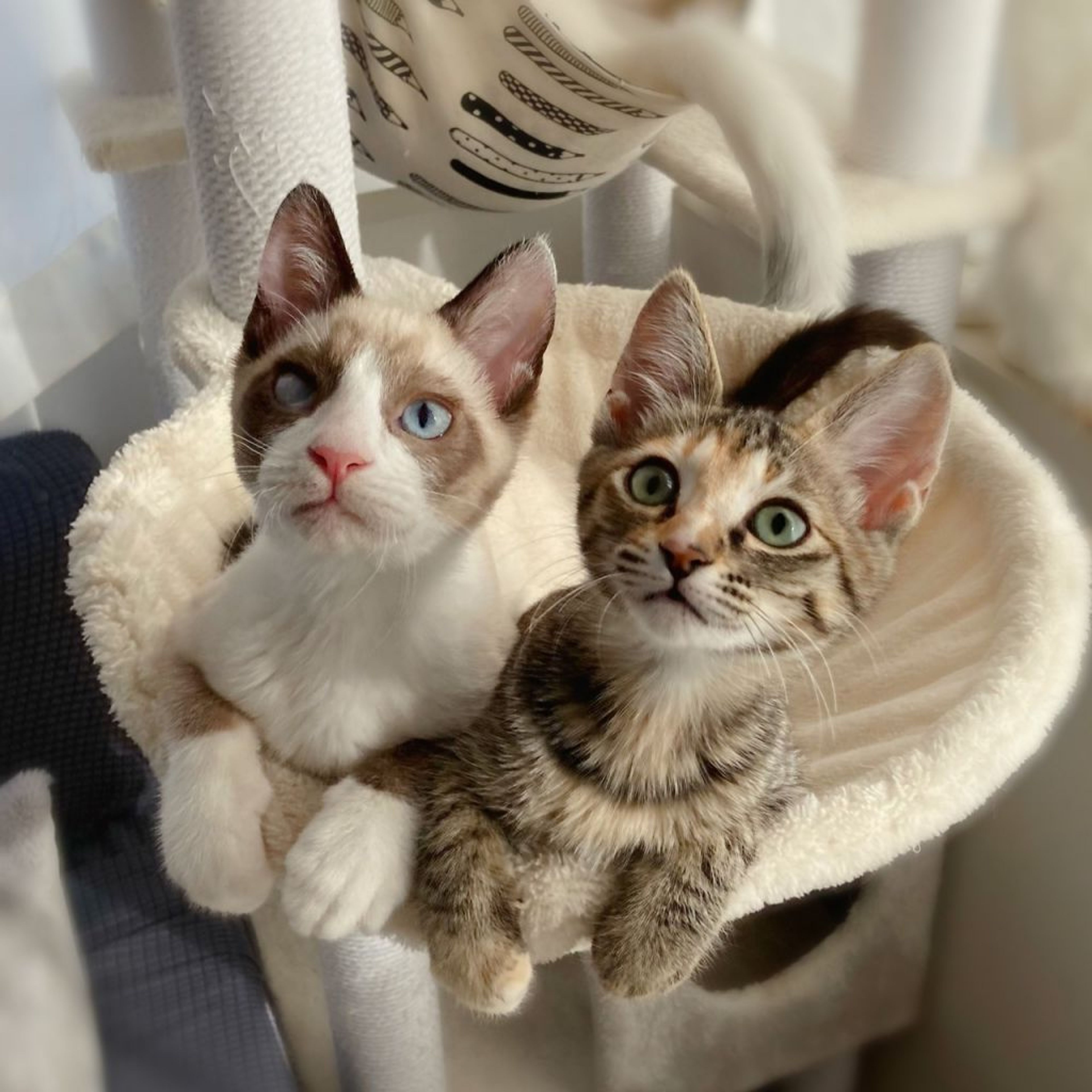 雑種（ミックス猫）・メスの里親募集の写真