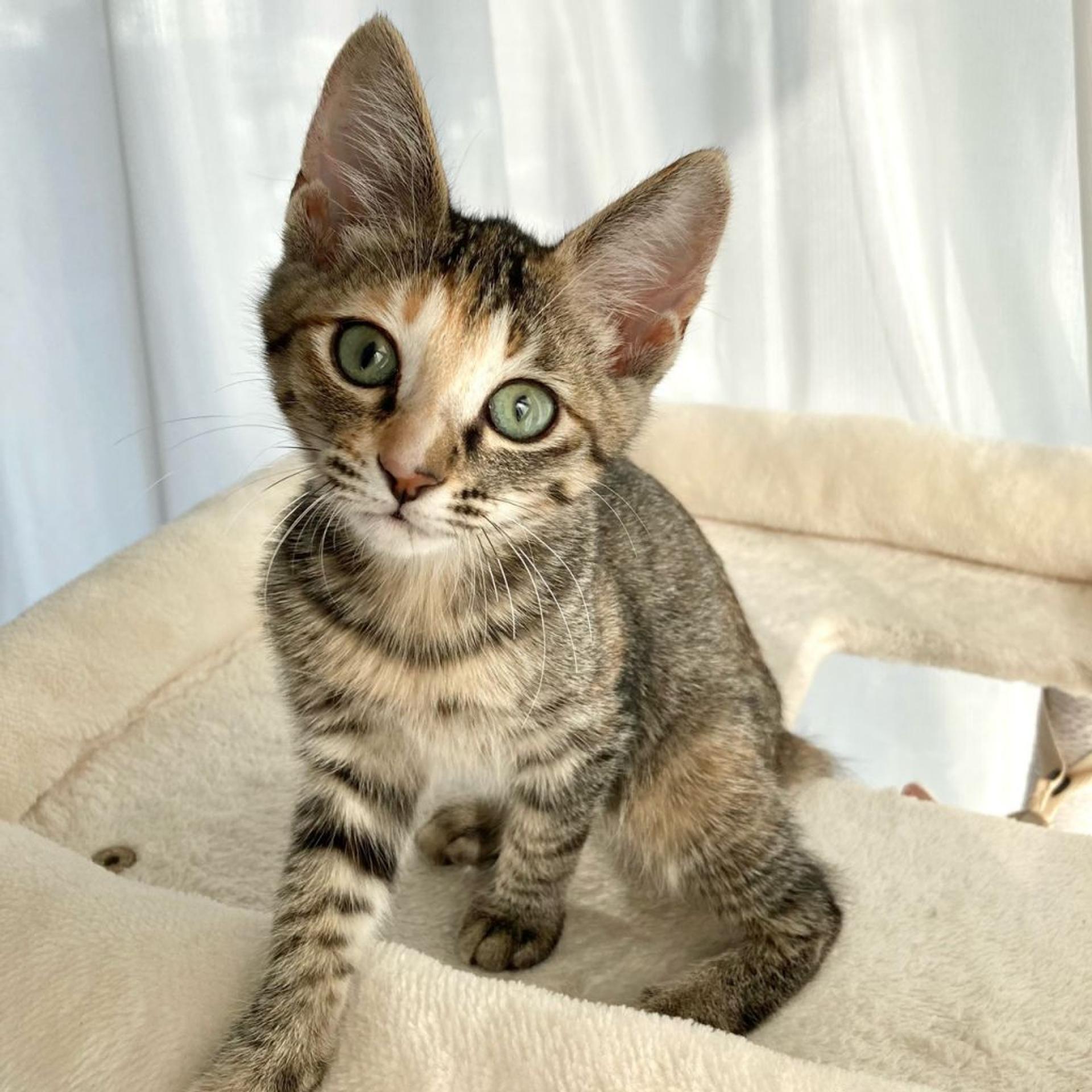 pet-image-4