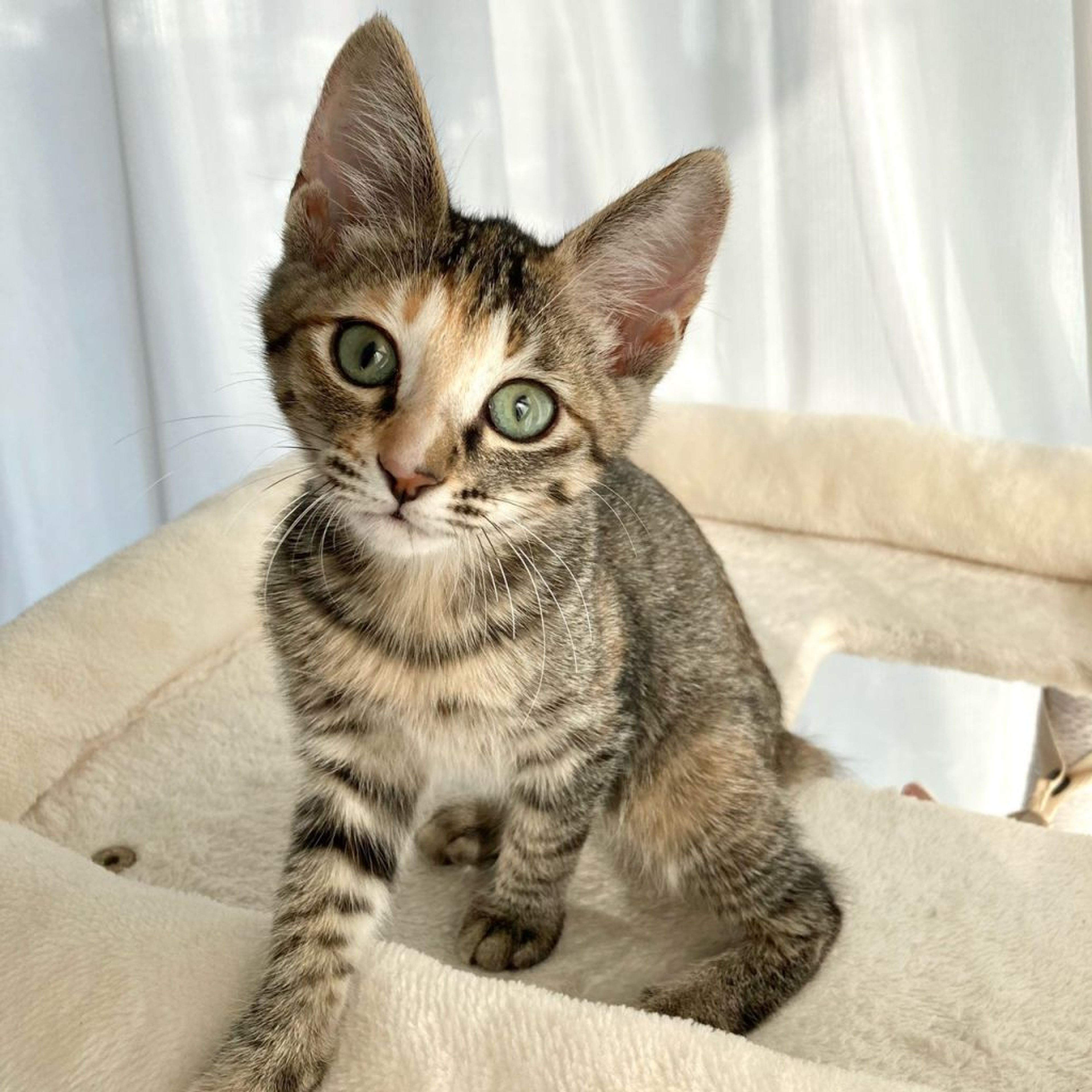pet-image-4