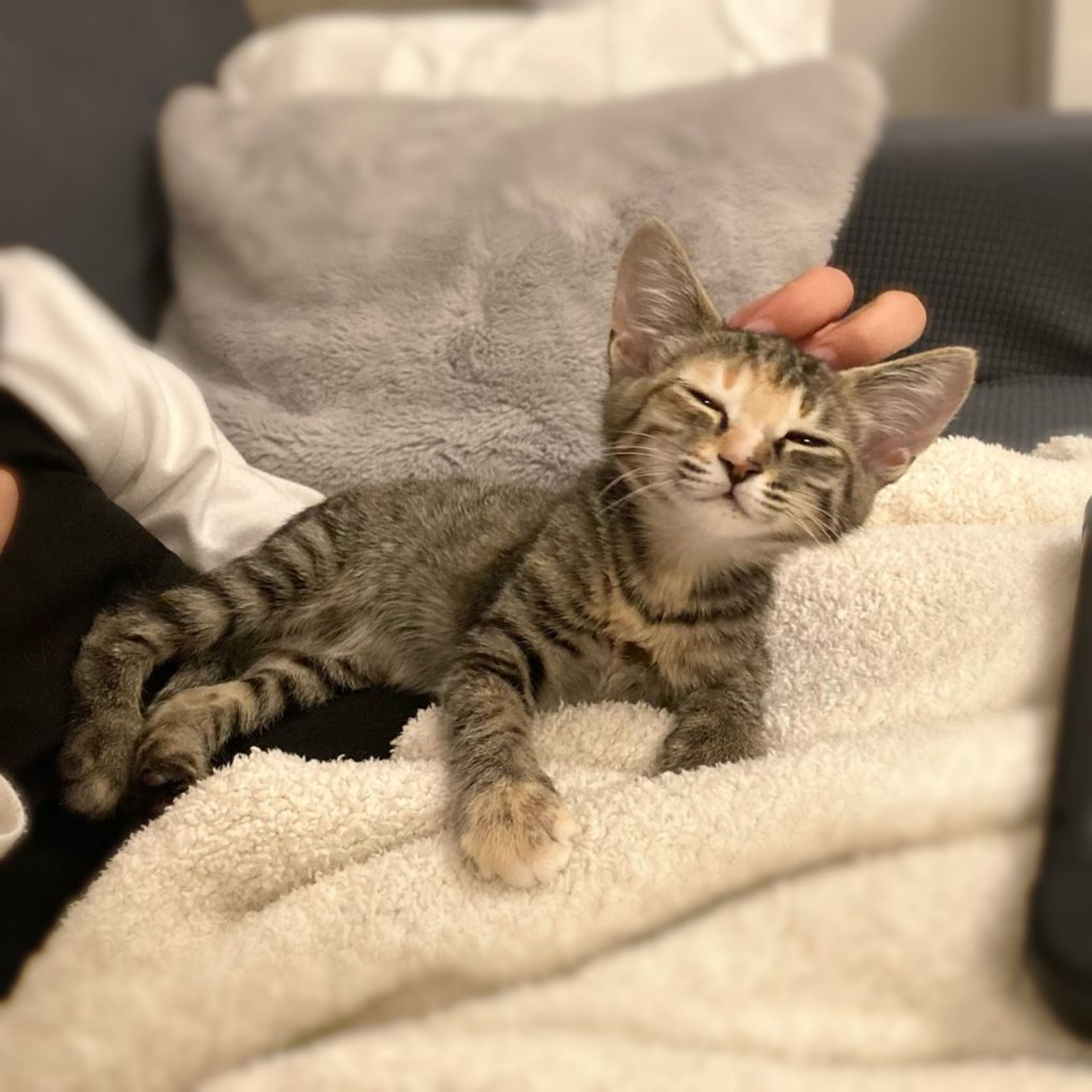 pet-image-5