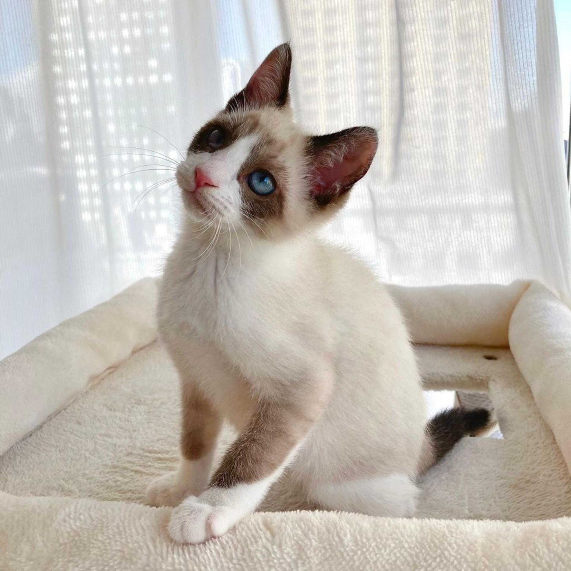 pet-image-7