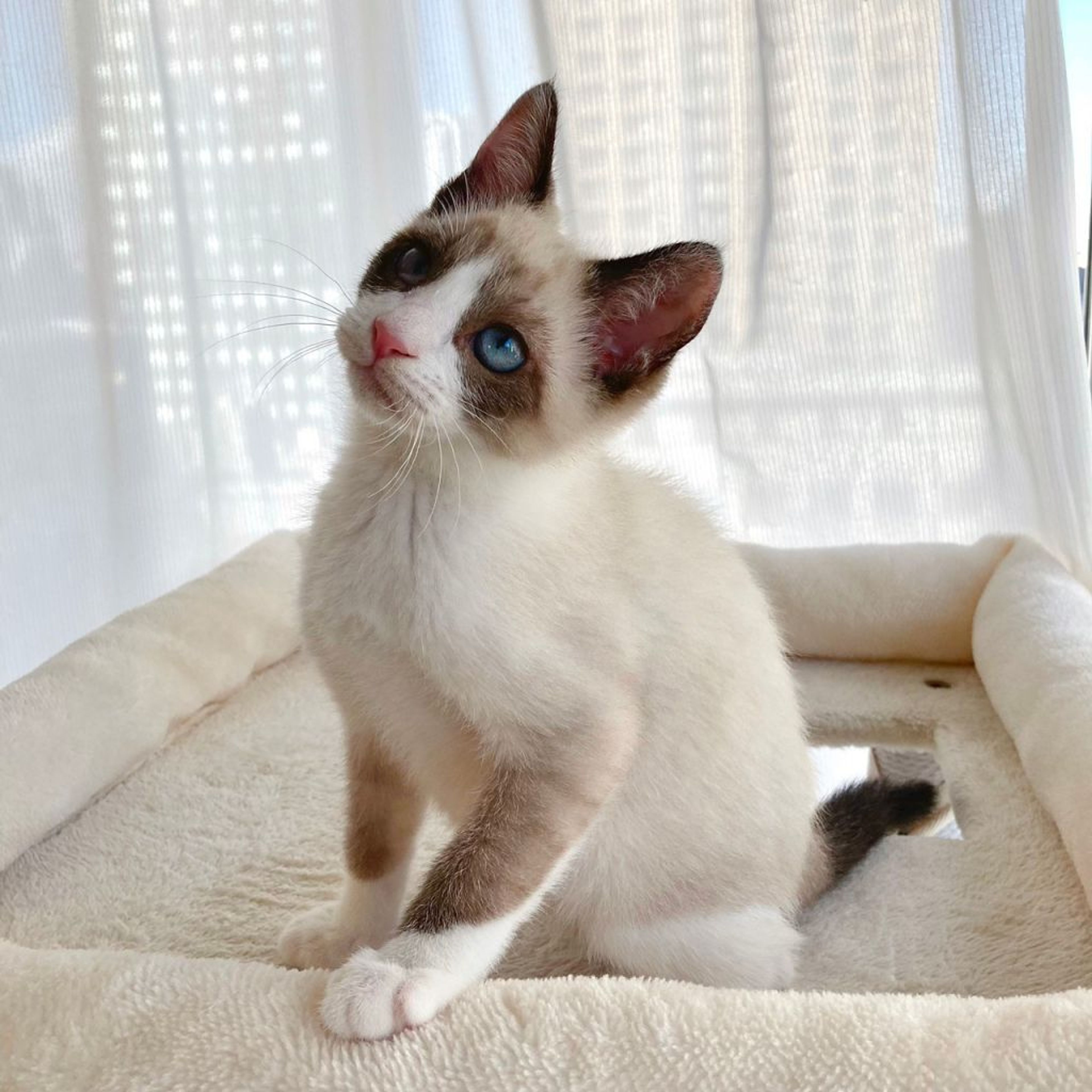pet-image-7