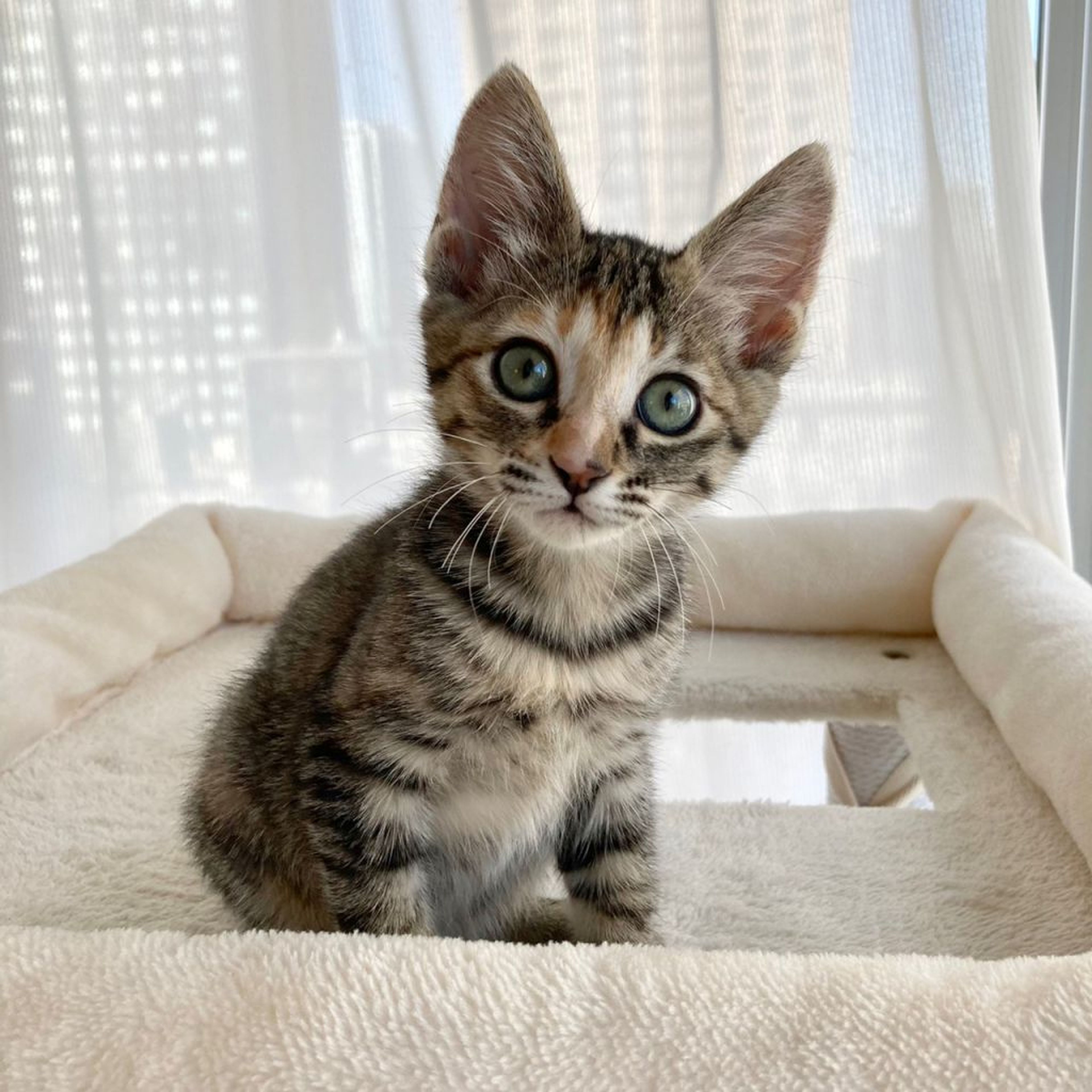 pet-image-8