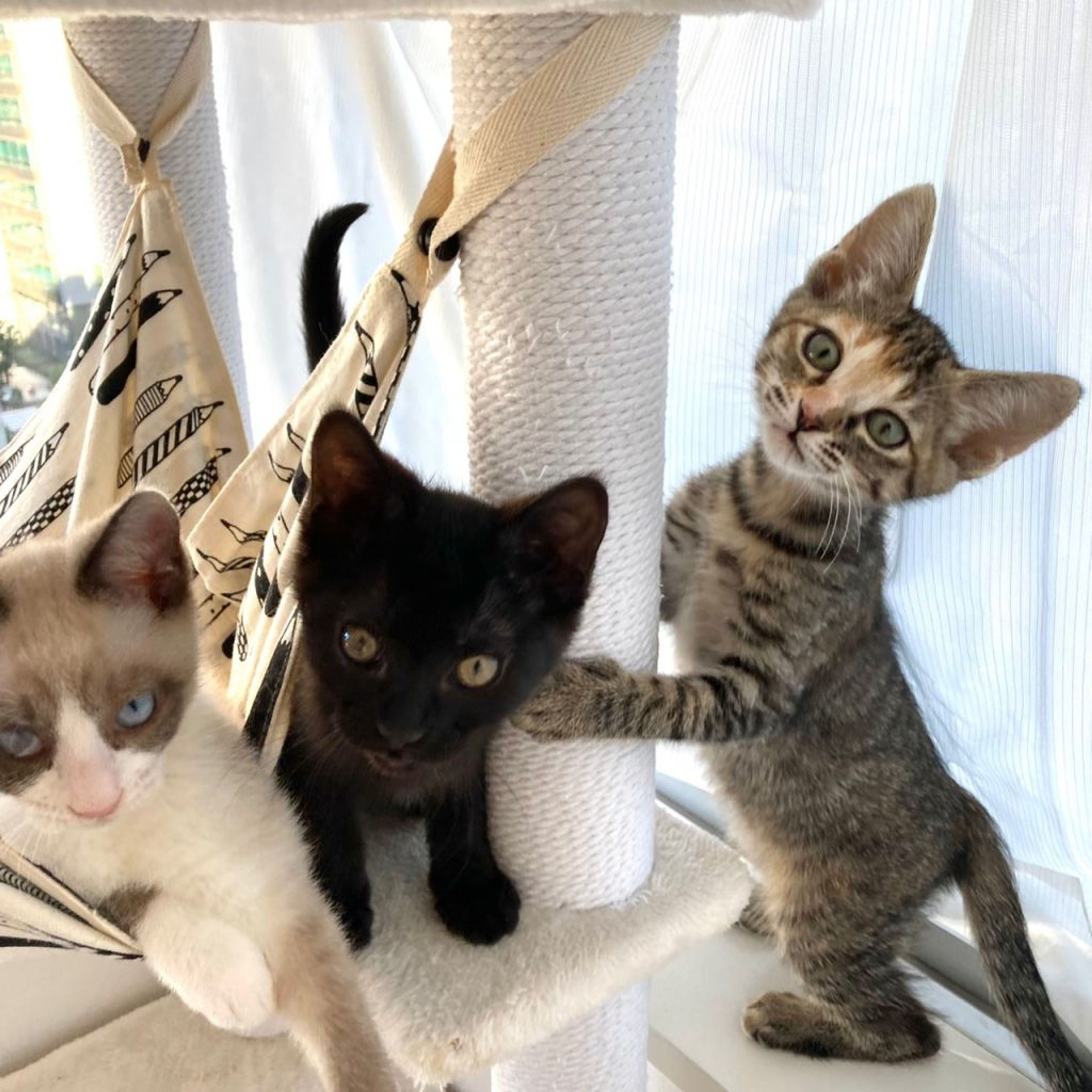 pet-image-9