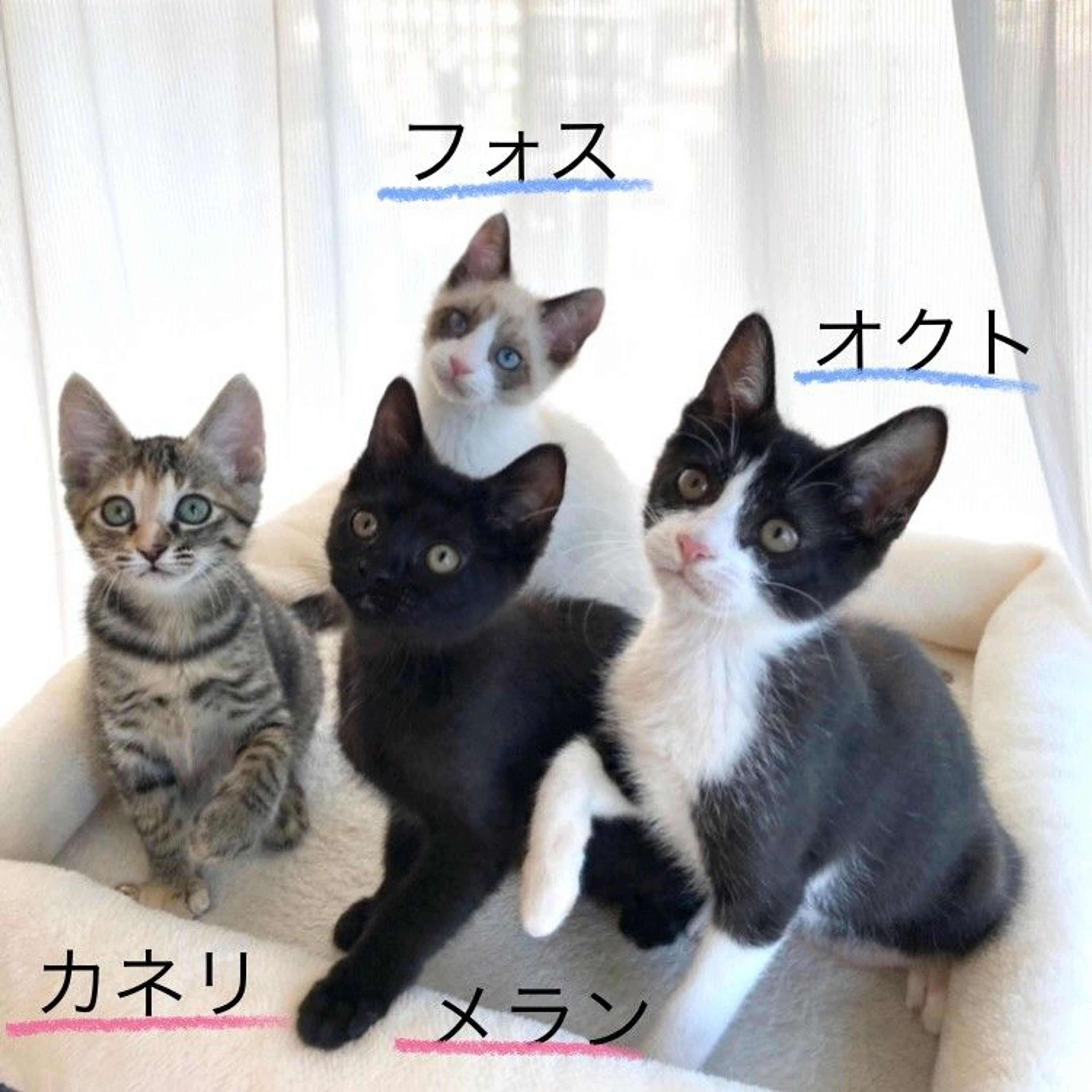 pet-image-10