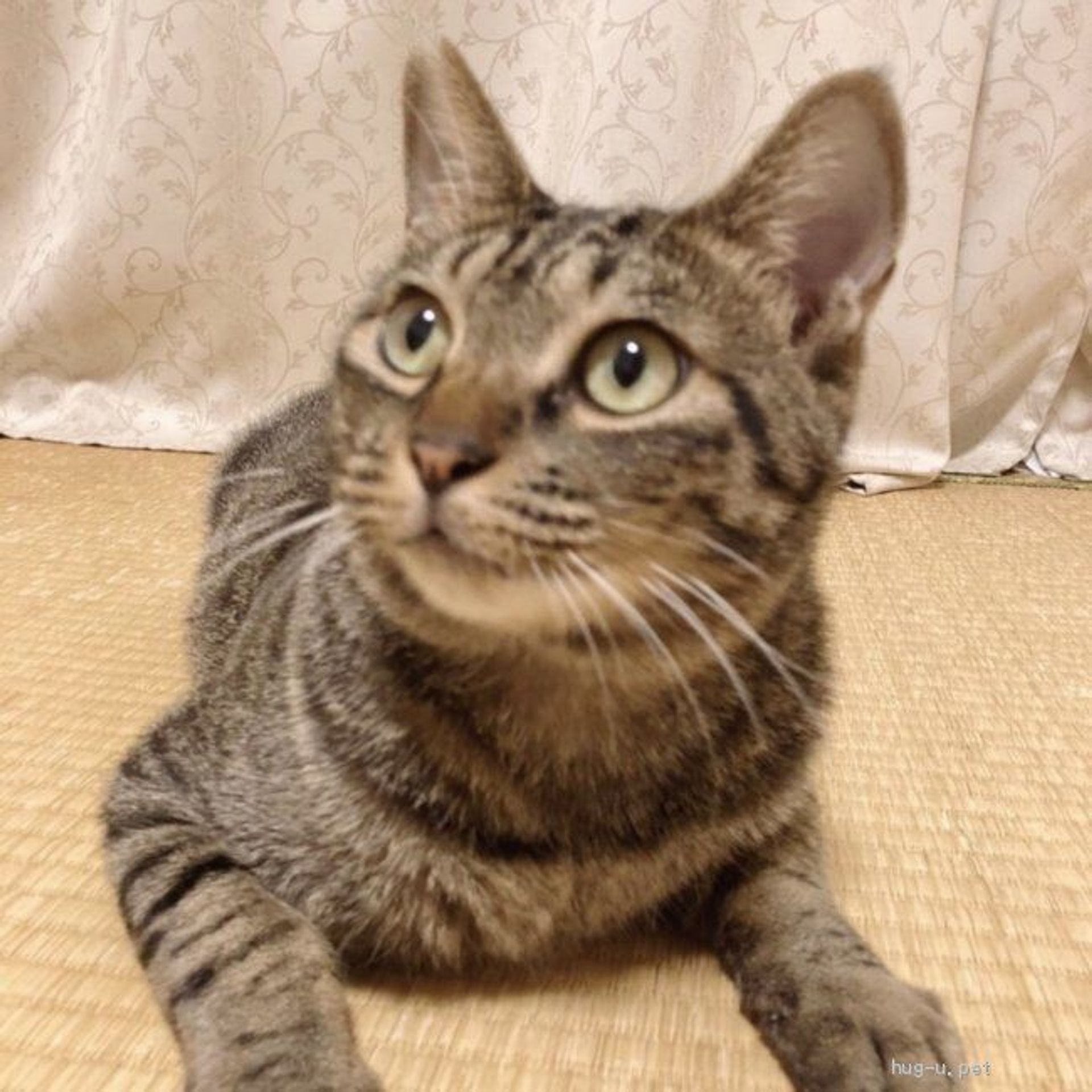 雑種（ミックス猫）・オスの里親募集の写真
