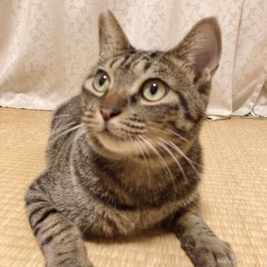 シマちゃんの写真