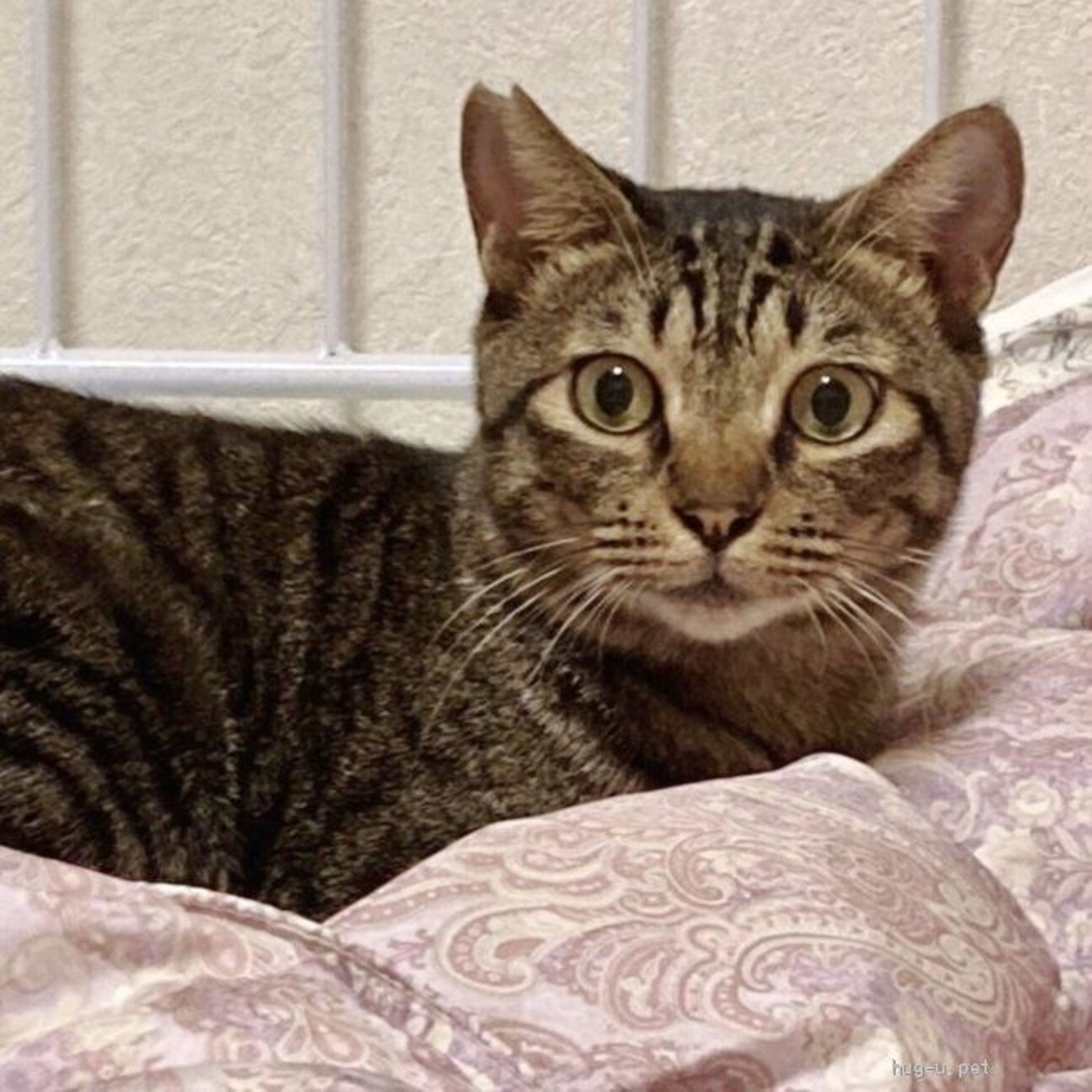 pet-image-2