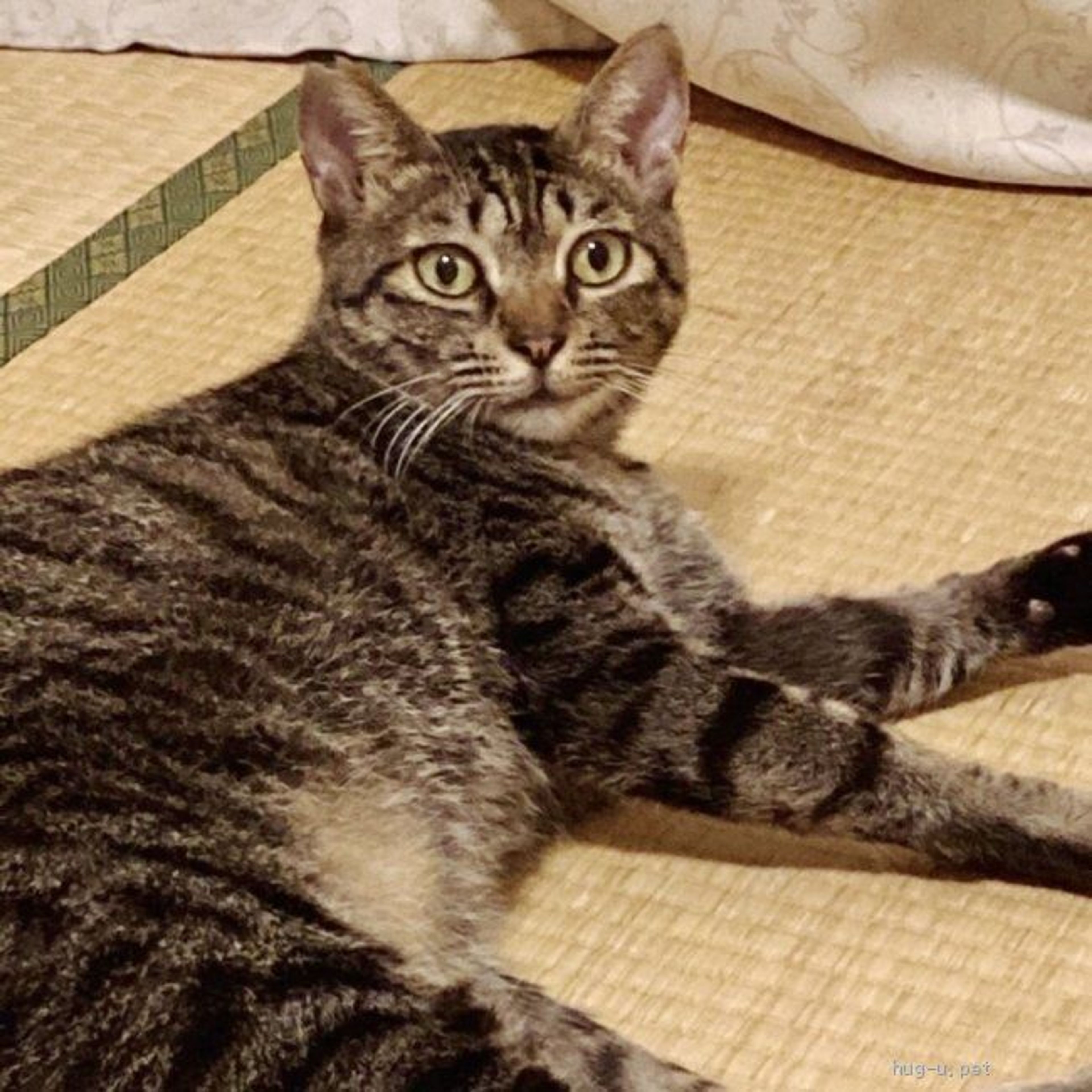 pet-image-3