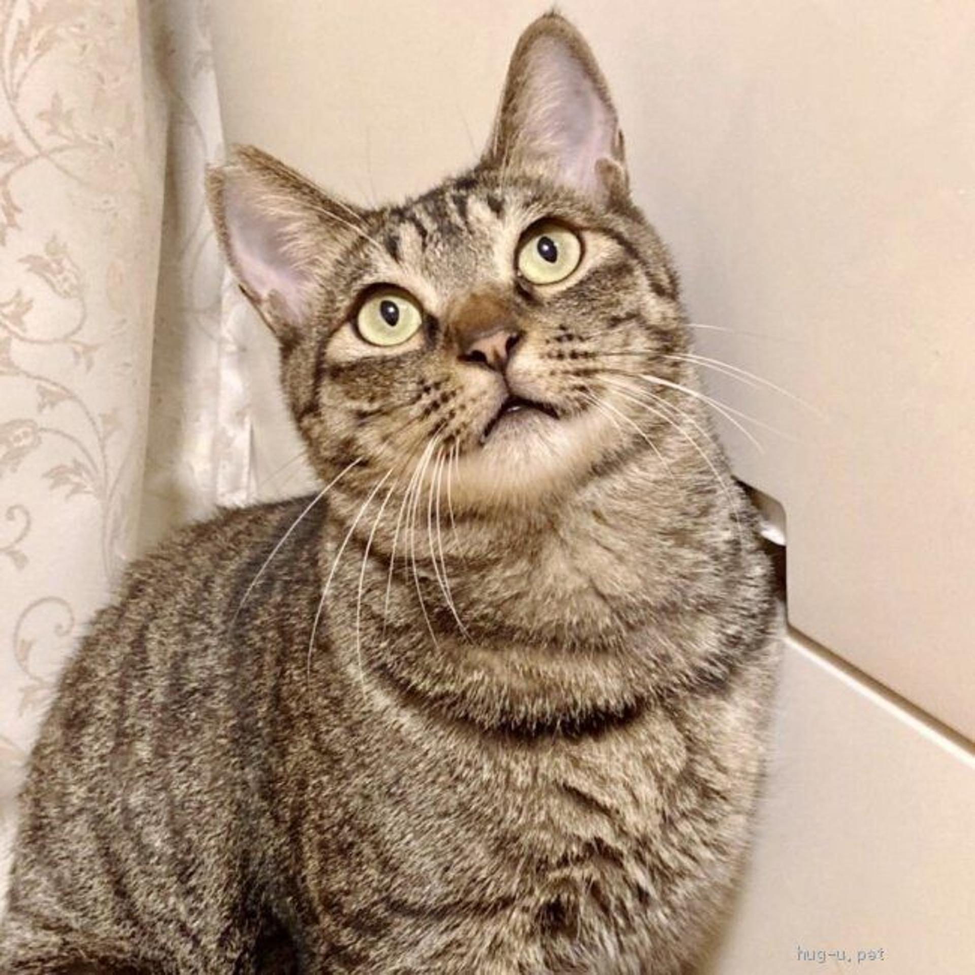 pet-image-4