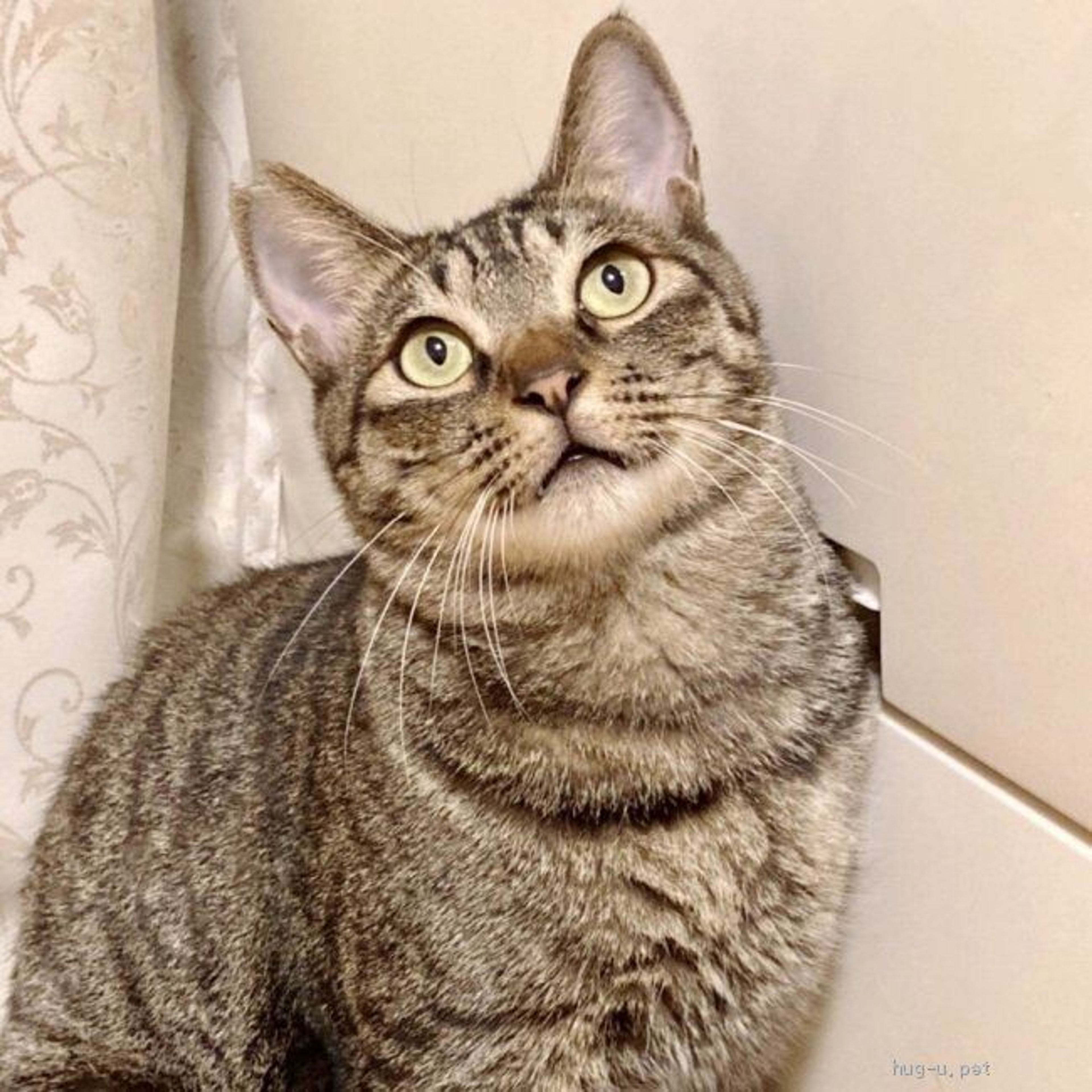 pet-image-4