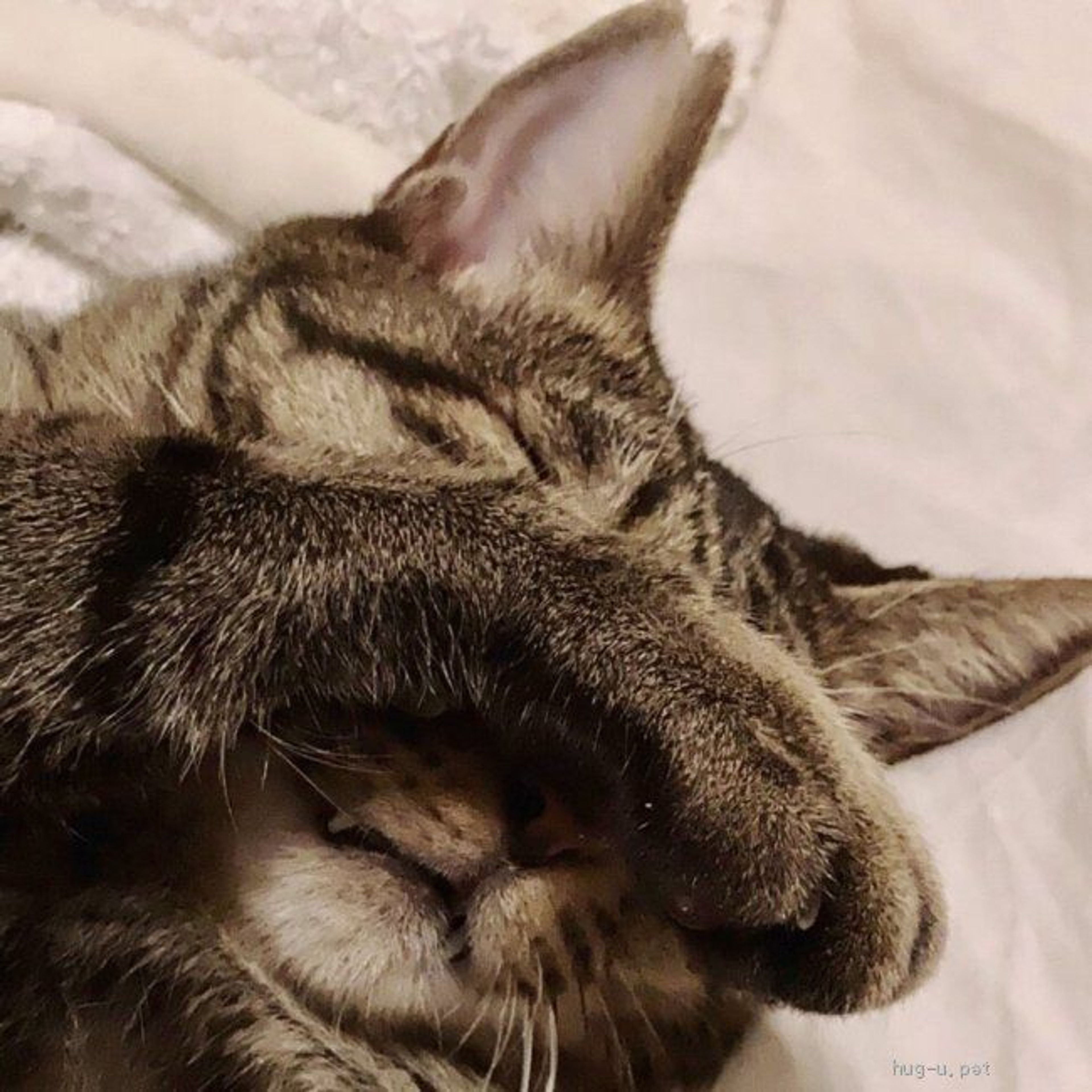 pet-image-5