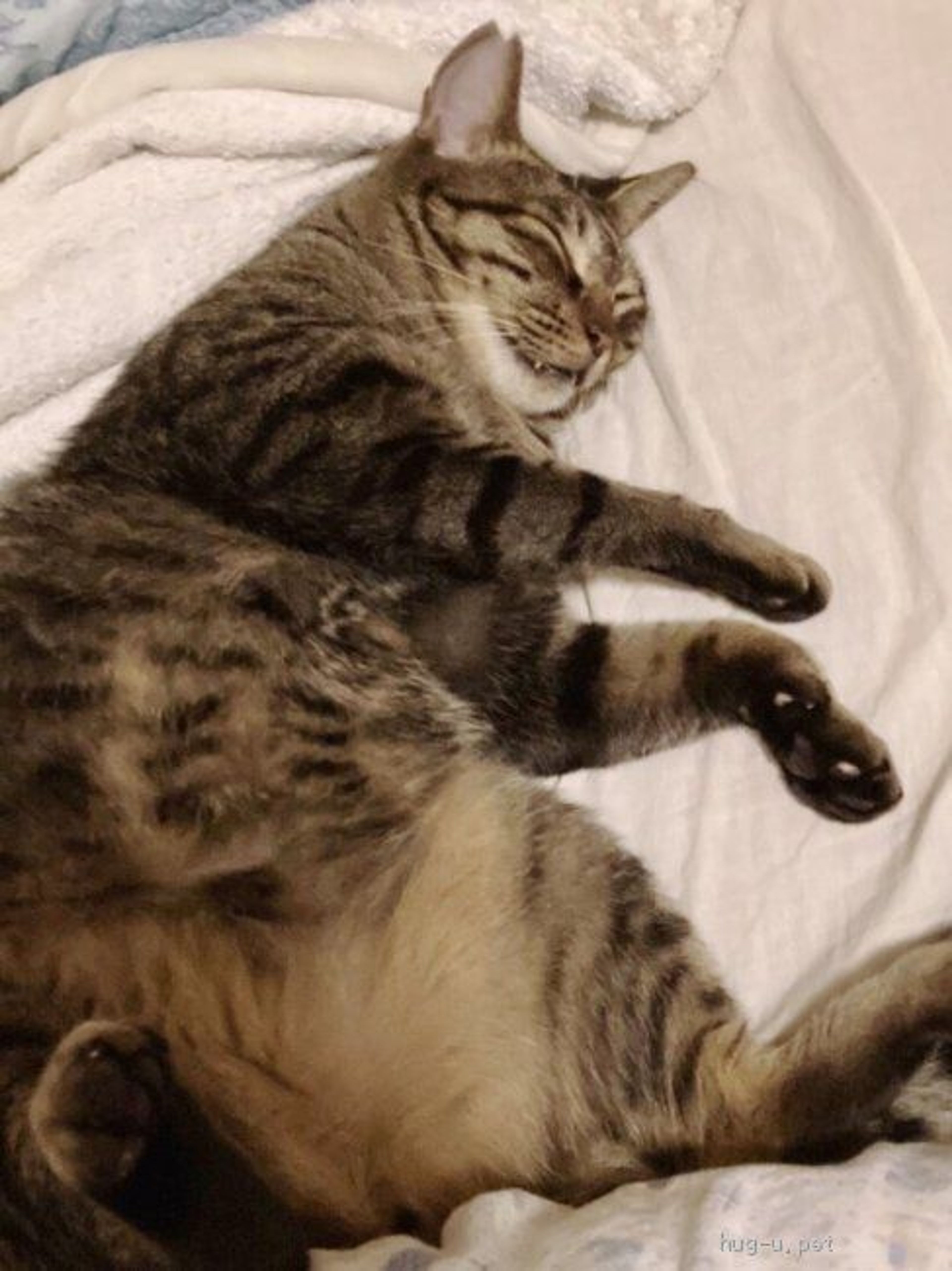 pet-image-6