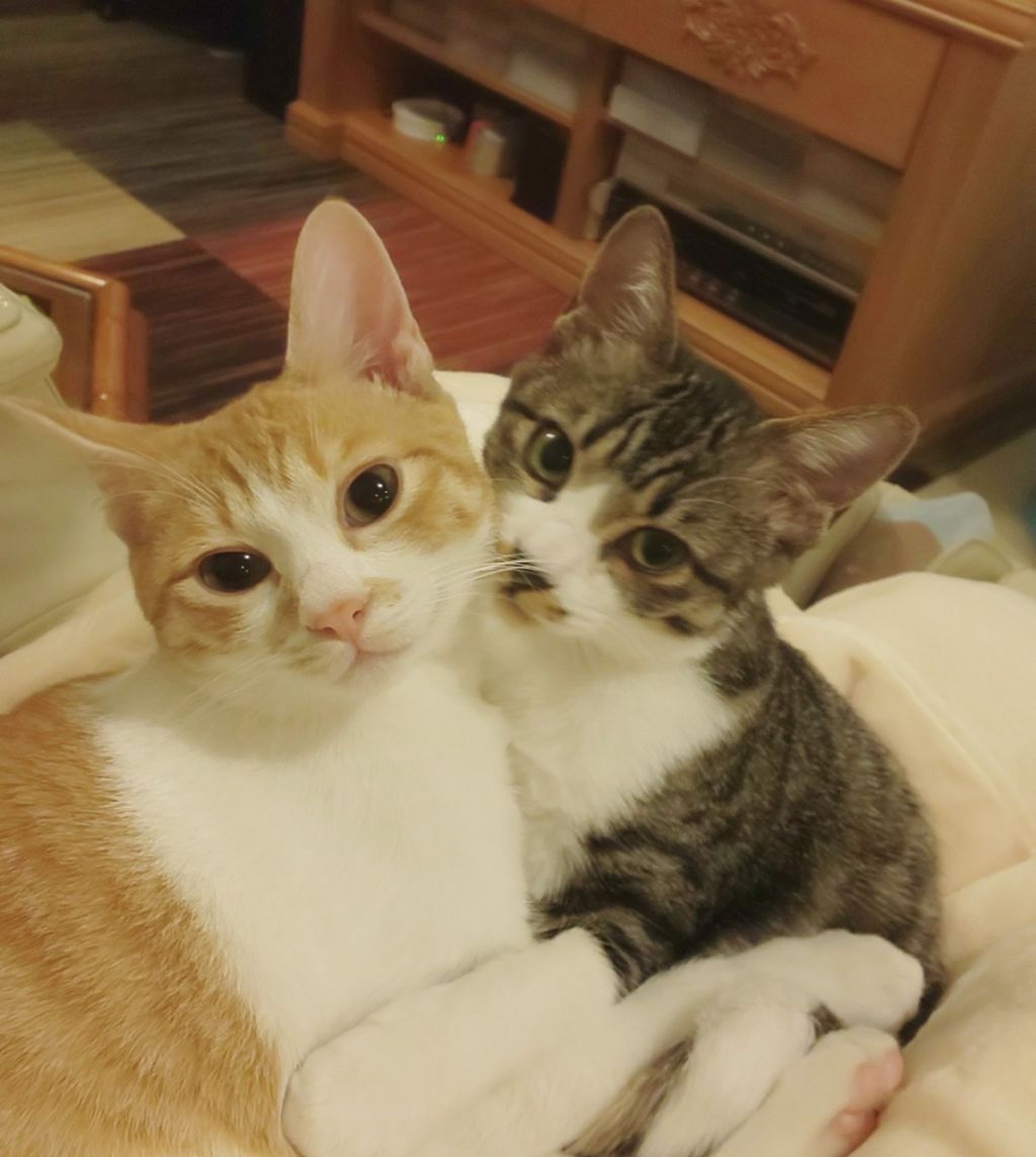 雑種（ミックス猫）・オスの里親募集の写真