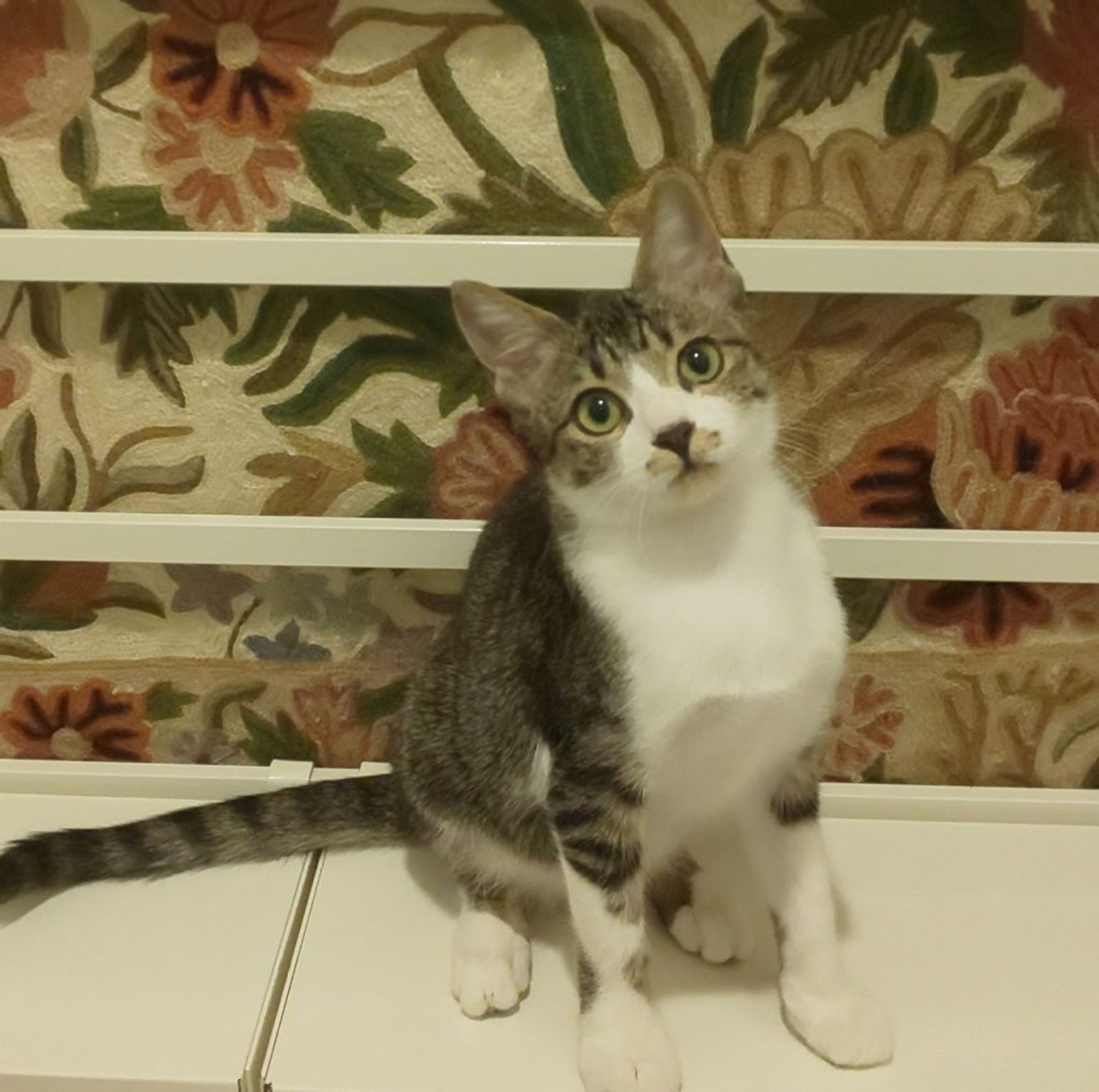 pet-image-4