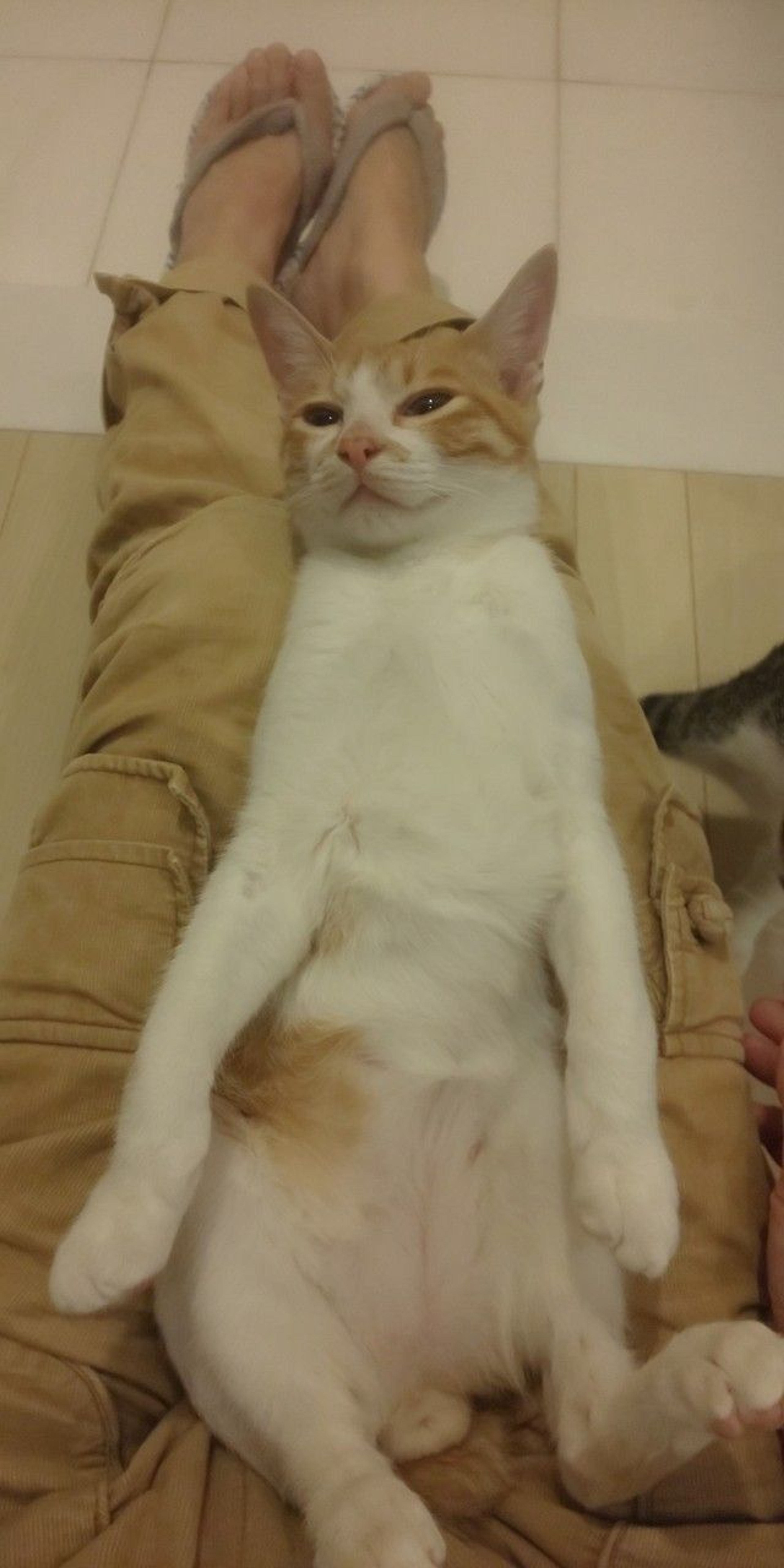 pet-image-5
