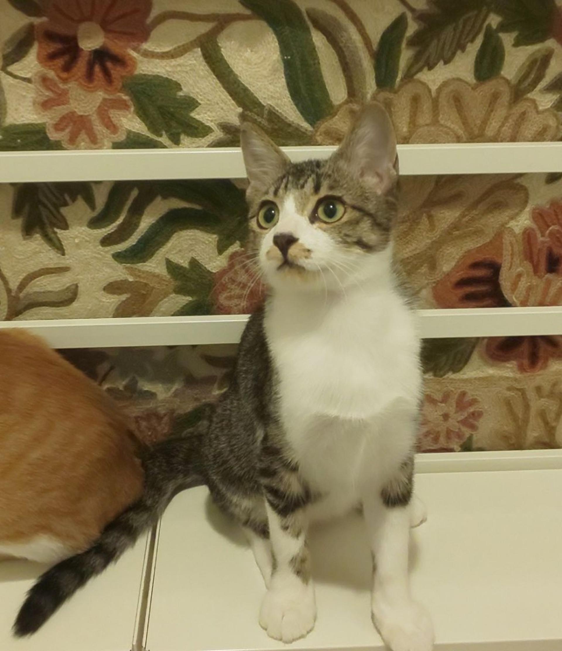 pet-image-6