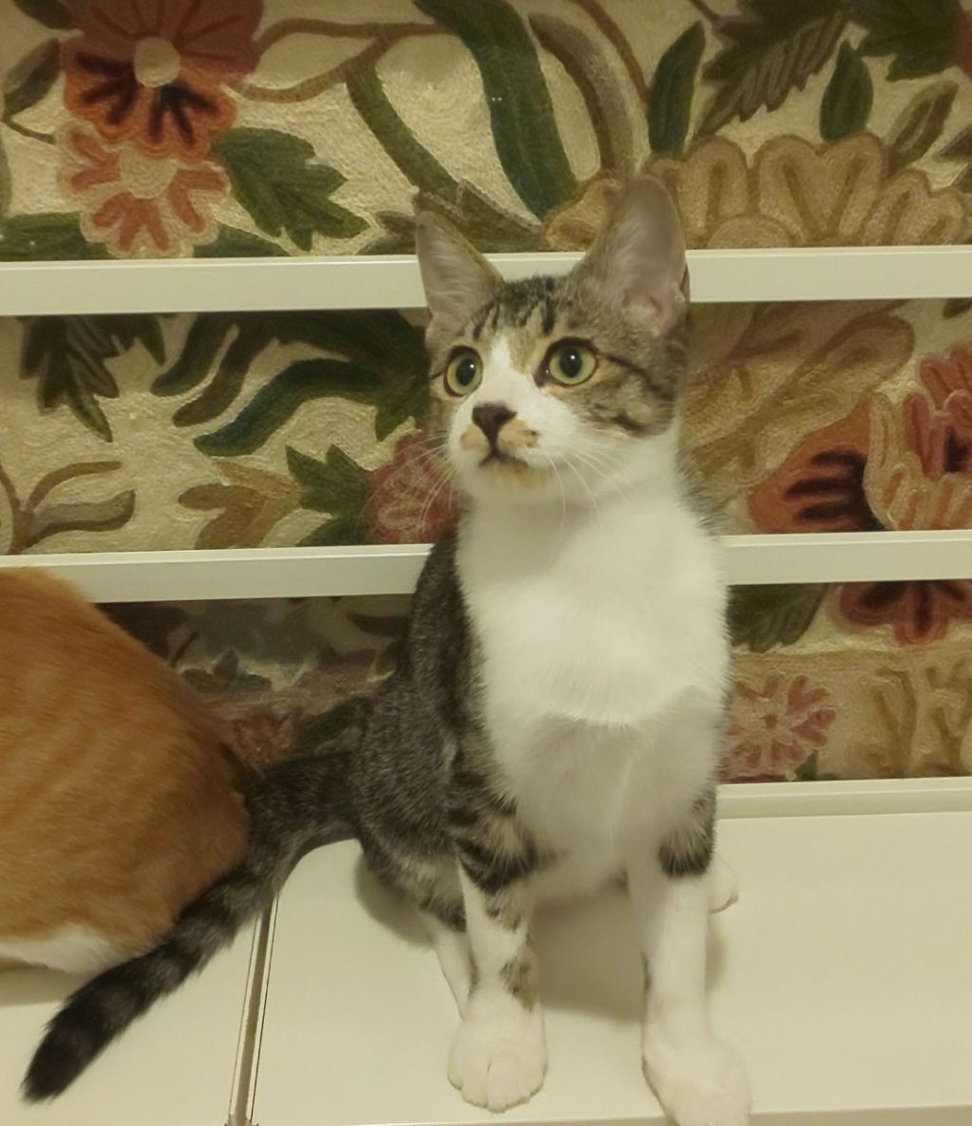 pet-image-6