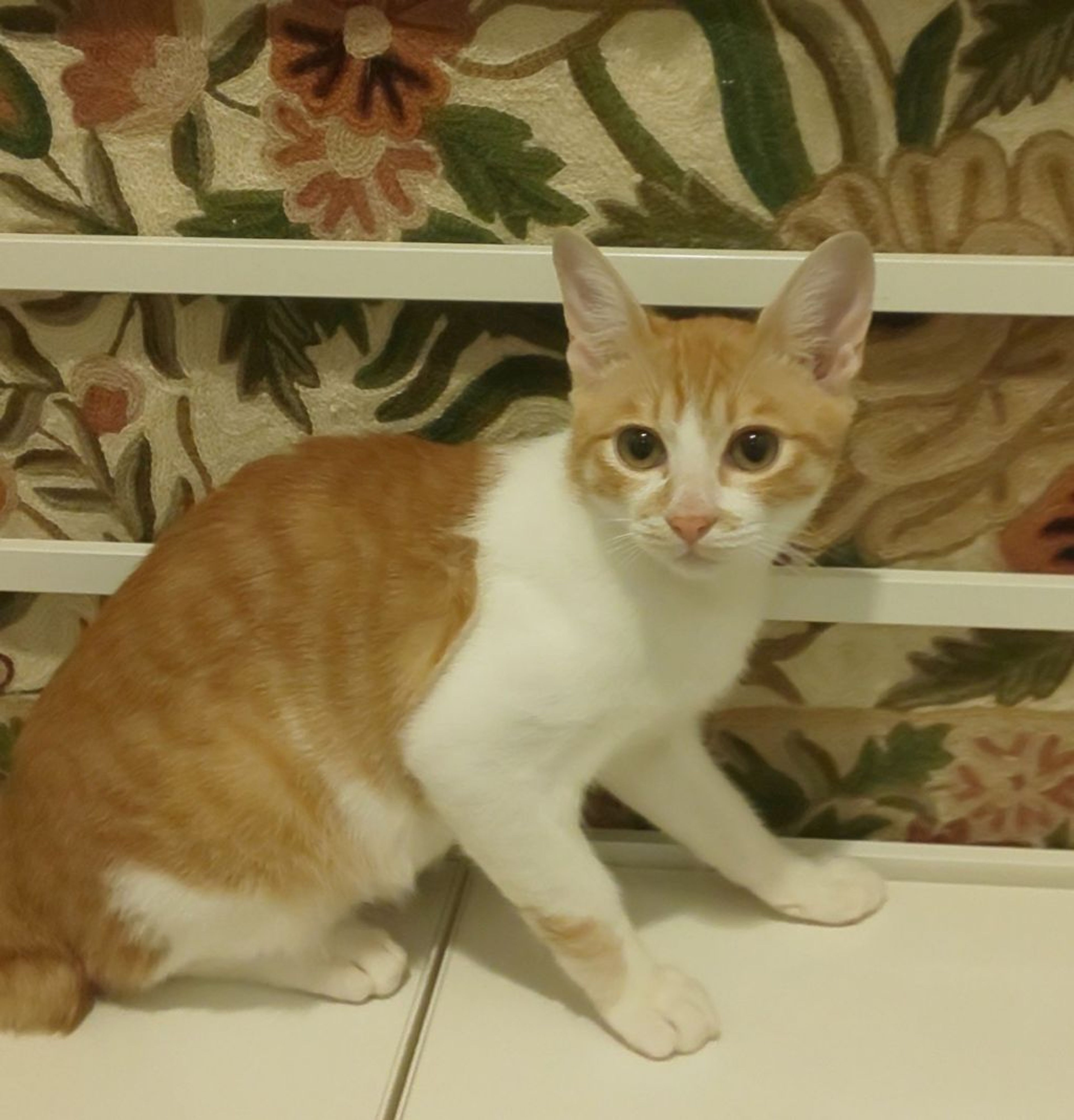 pet-image-7