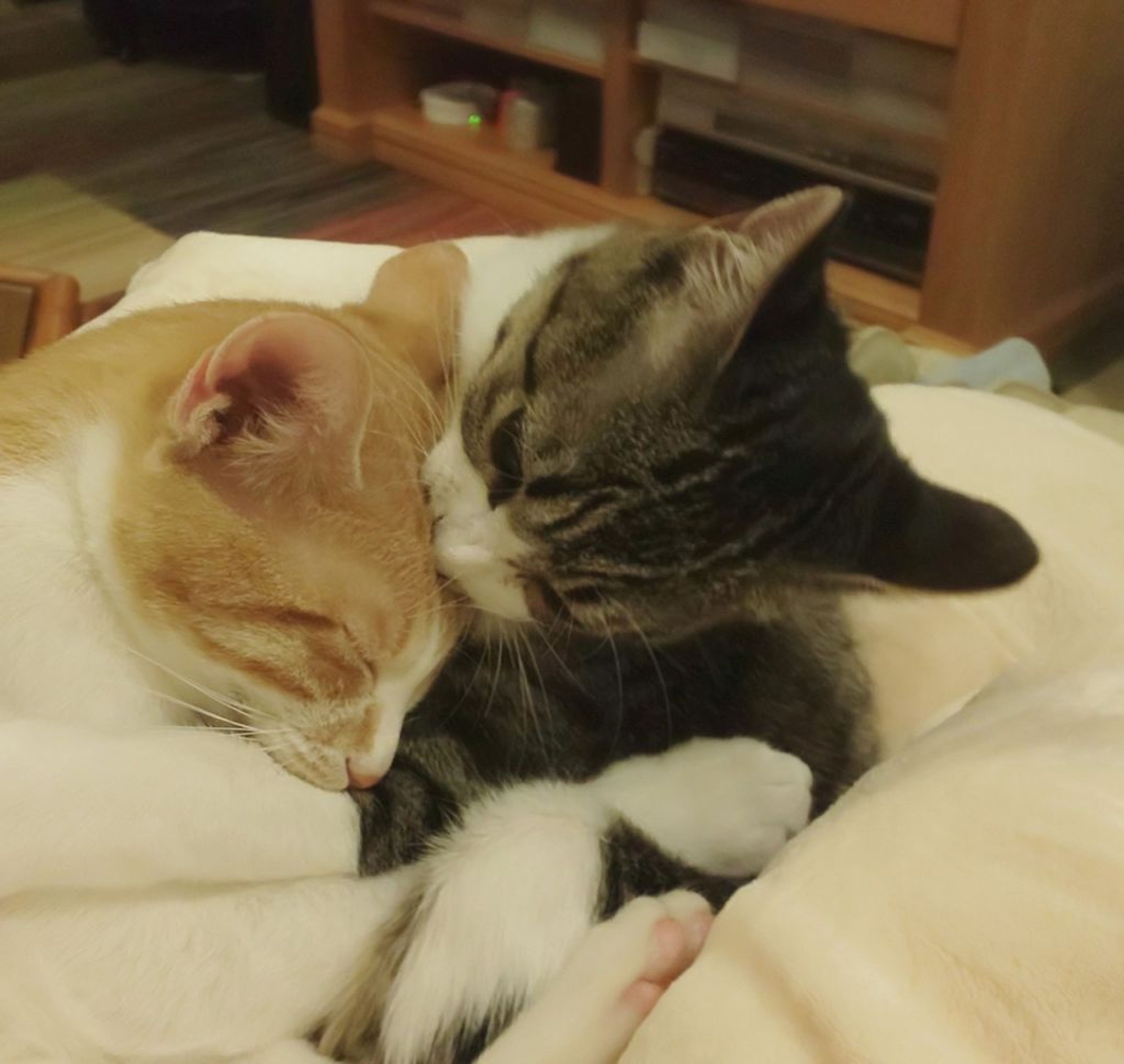 pet-image-8