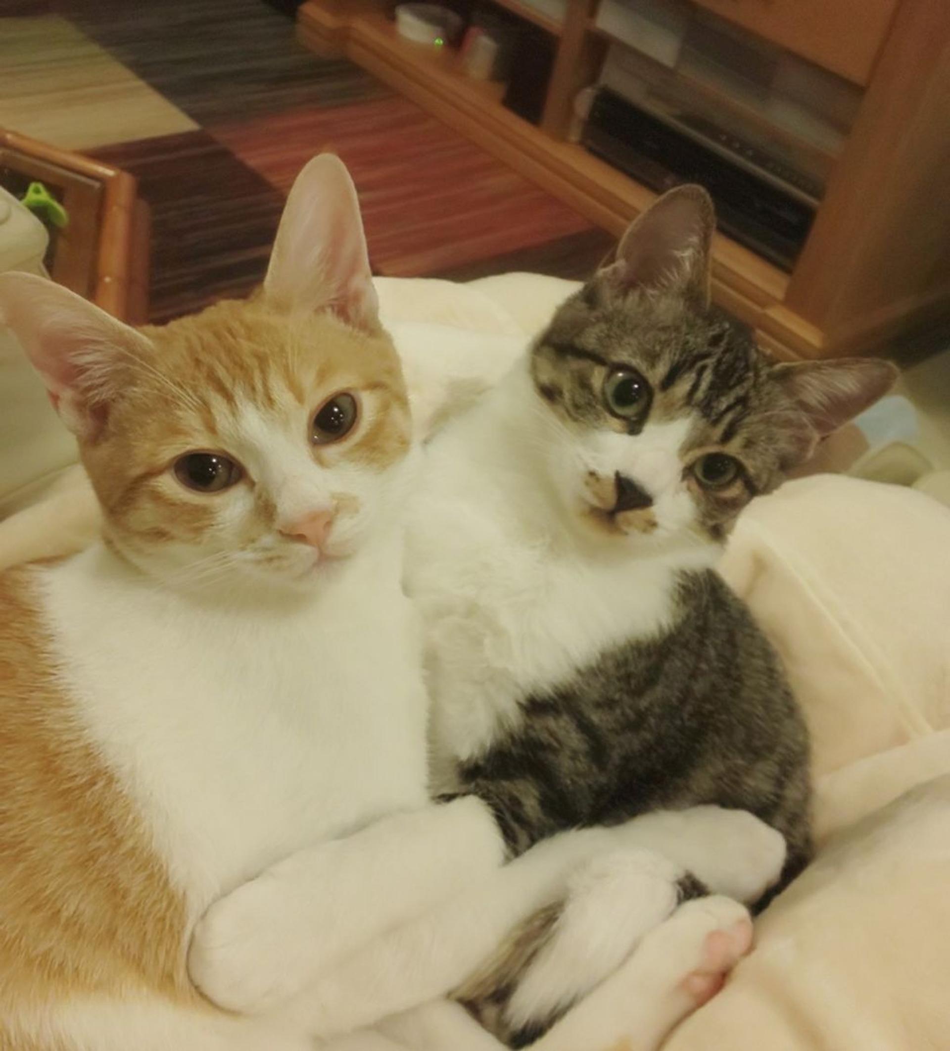 pet-image-9