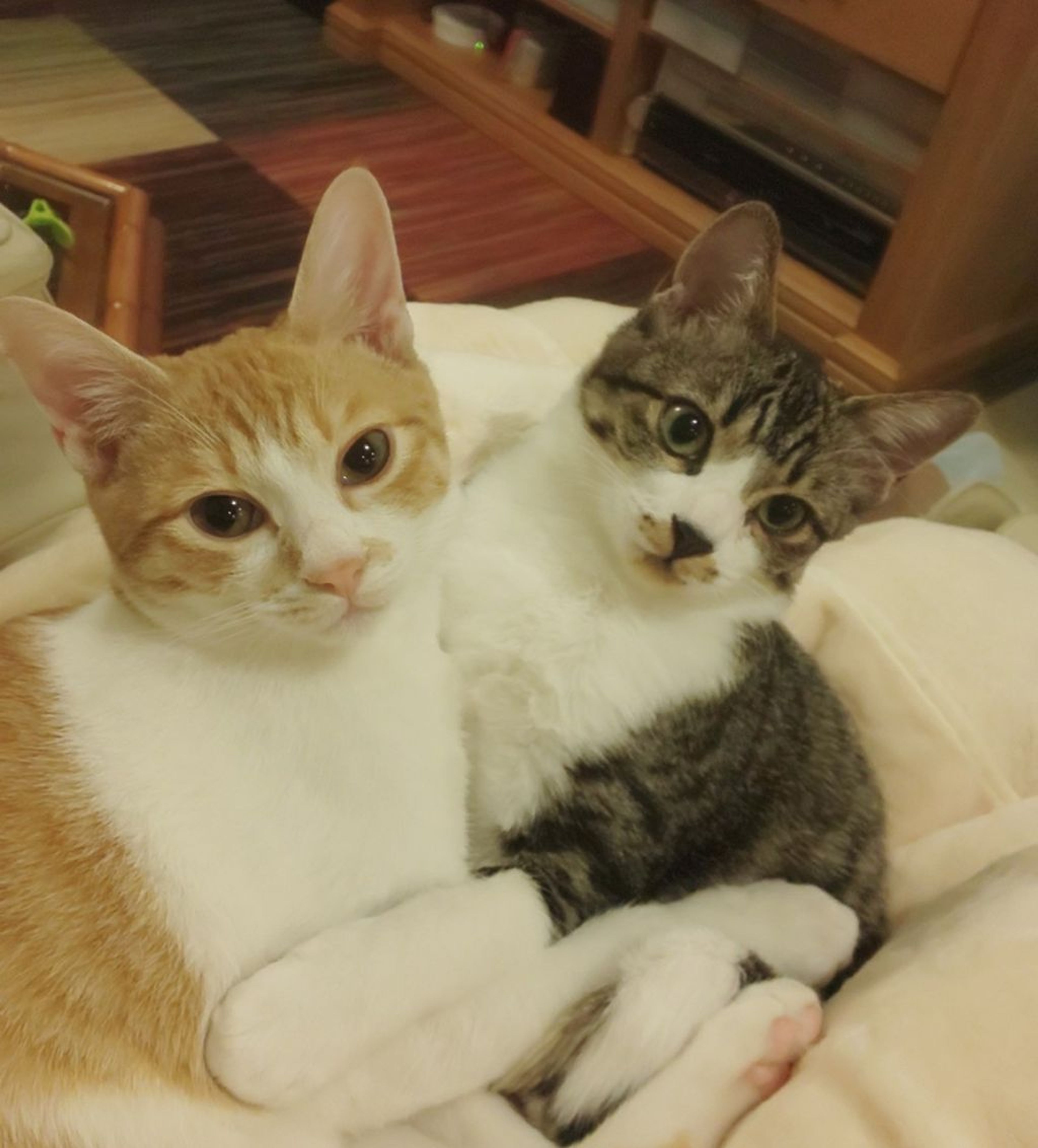 pet-image-9